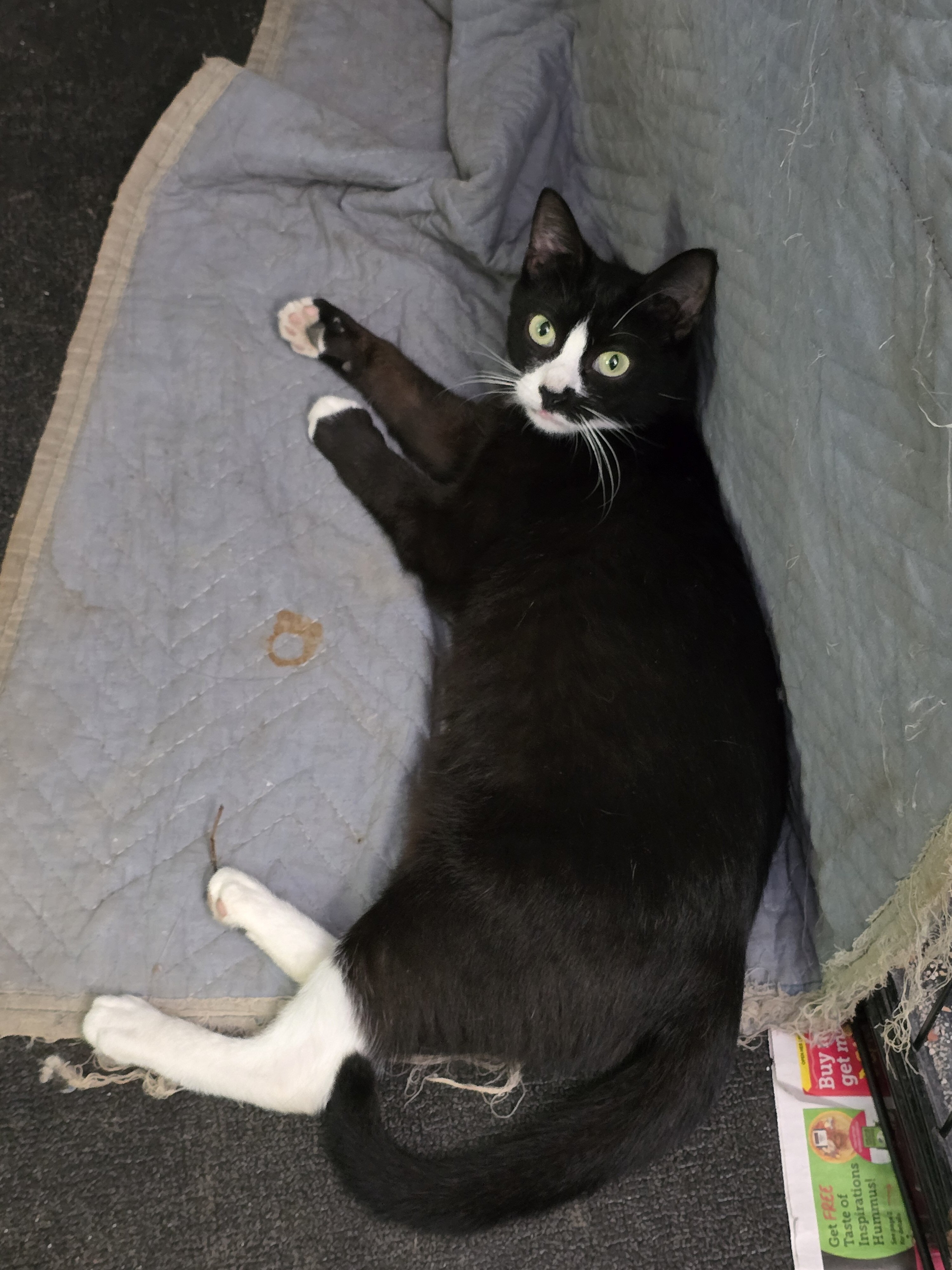 Rescue Mother Cat - Black & White image 1