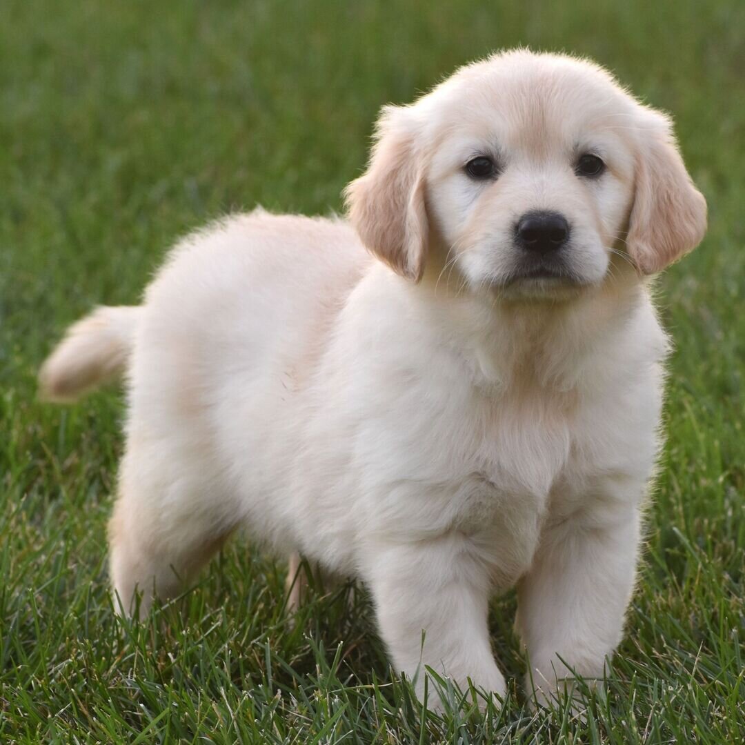 7 Week Old Female Golden Retriever image 2