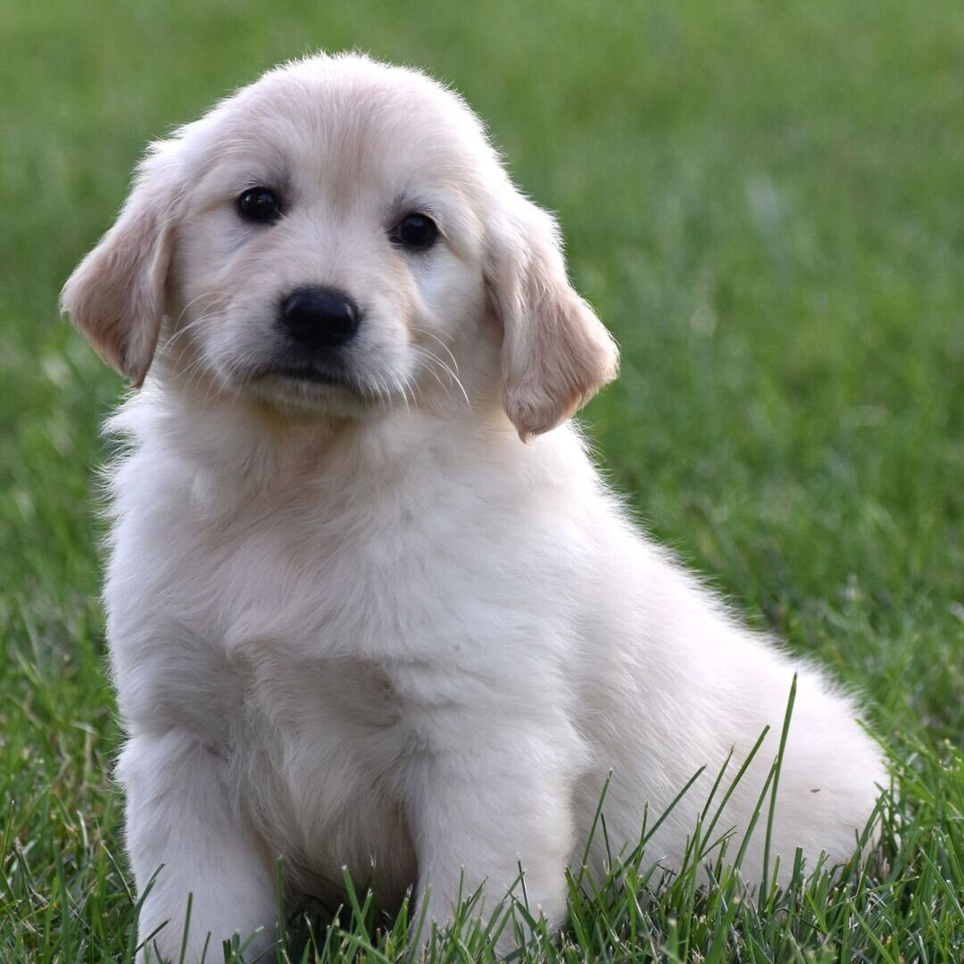 7 Week Old Female Golden Retriever image 3