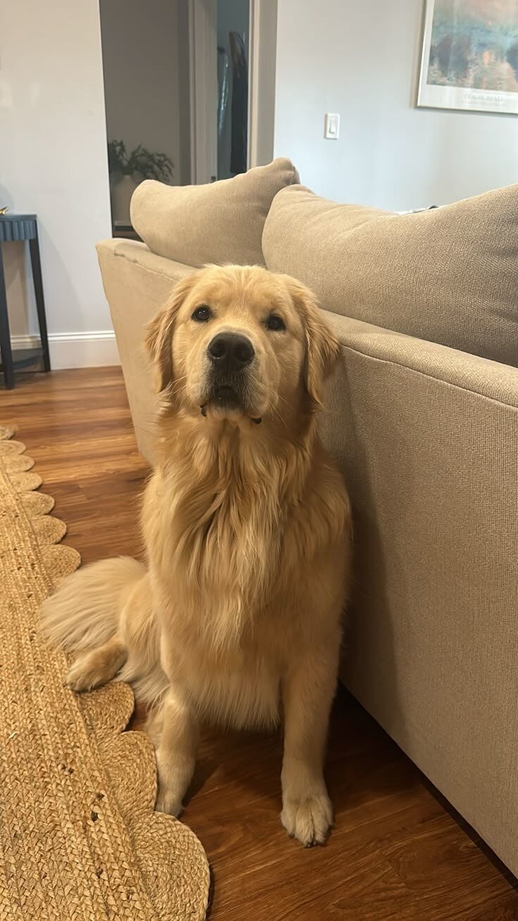Dog image 2