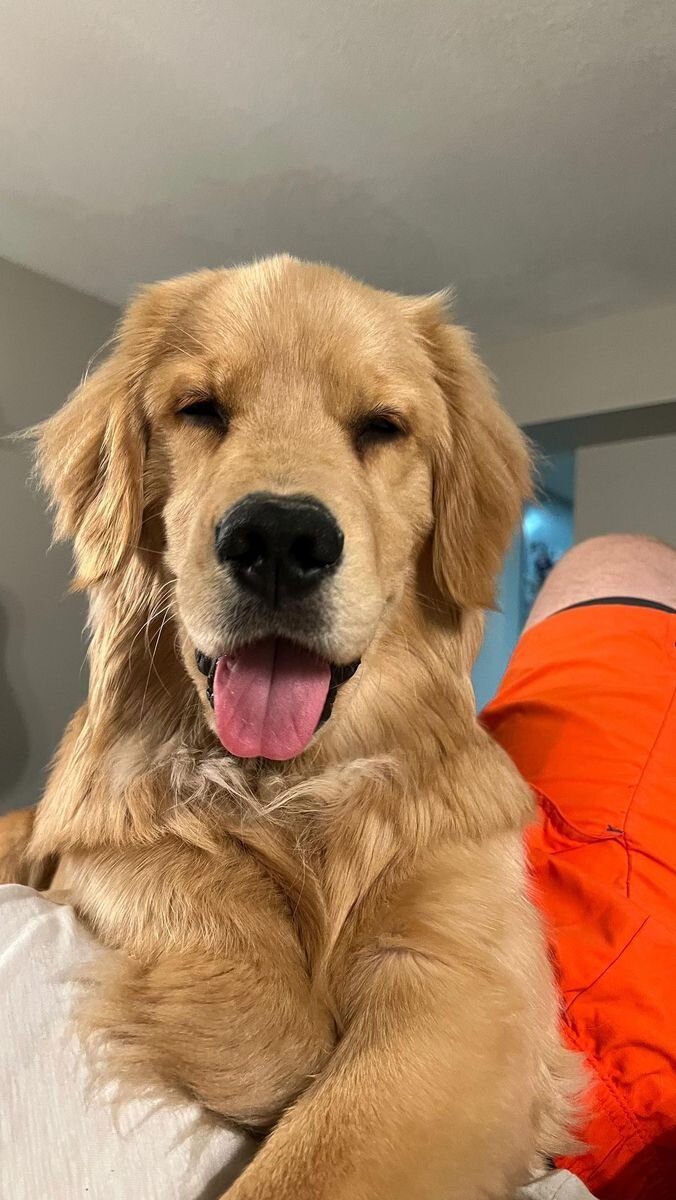 Dog image 1
