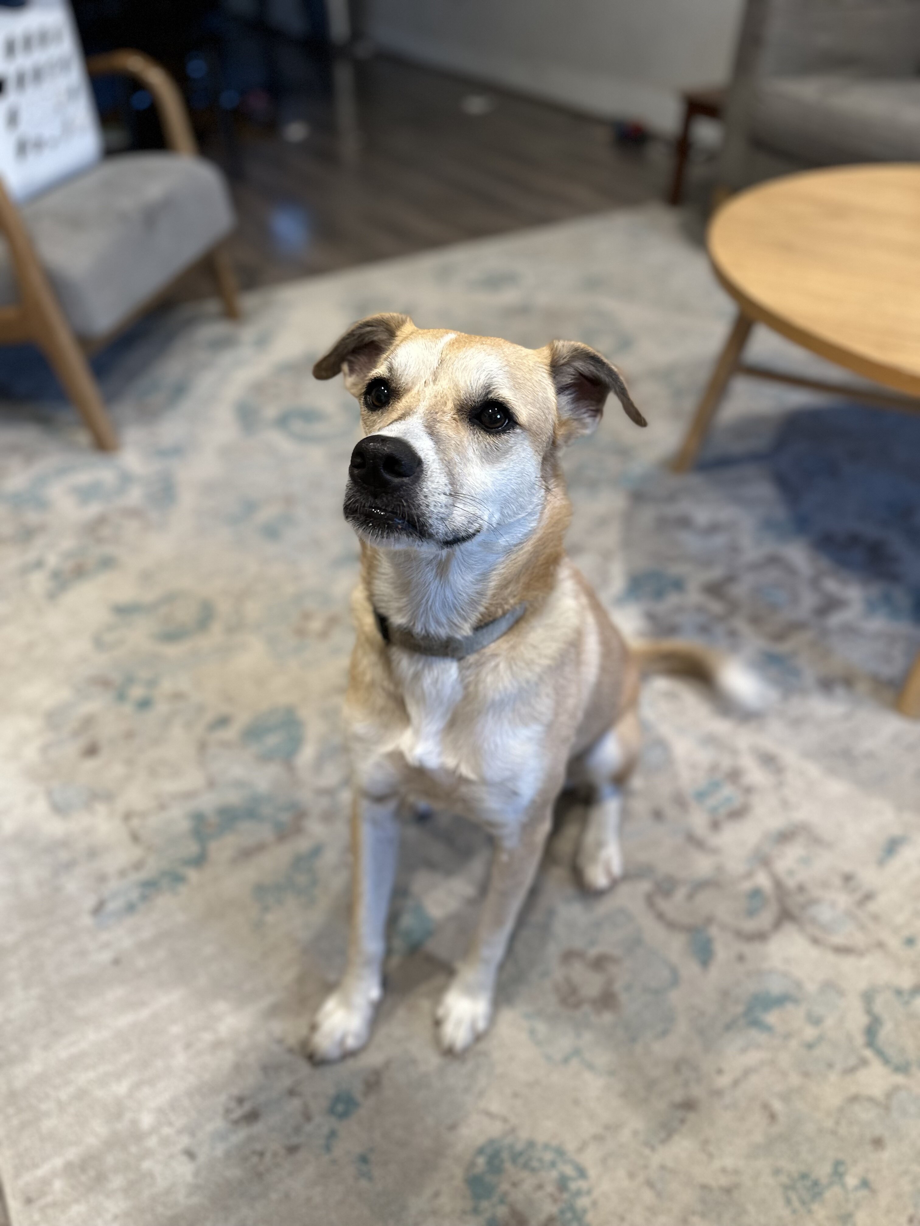 Experienced Home Needed for Sweet 3 yo Female image 3