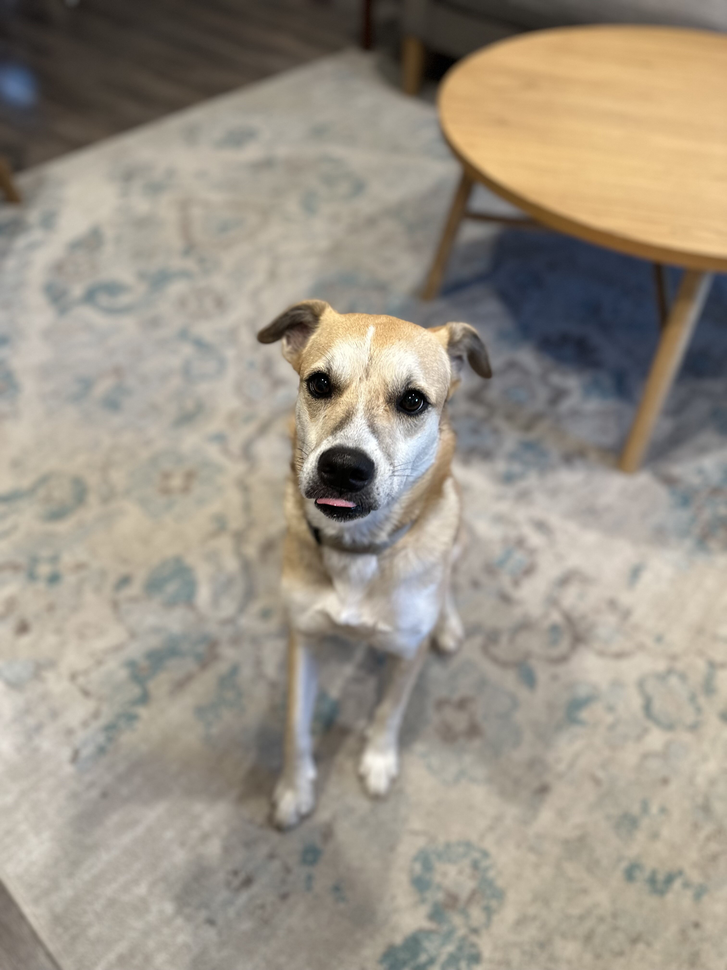 Experienced Home Needed for Sweet 3 yo Female image 5