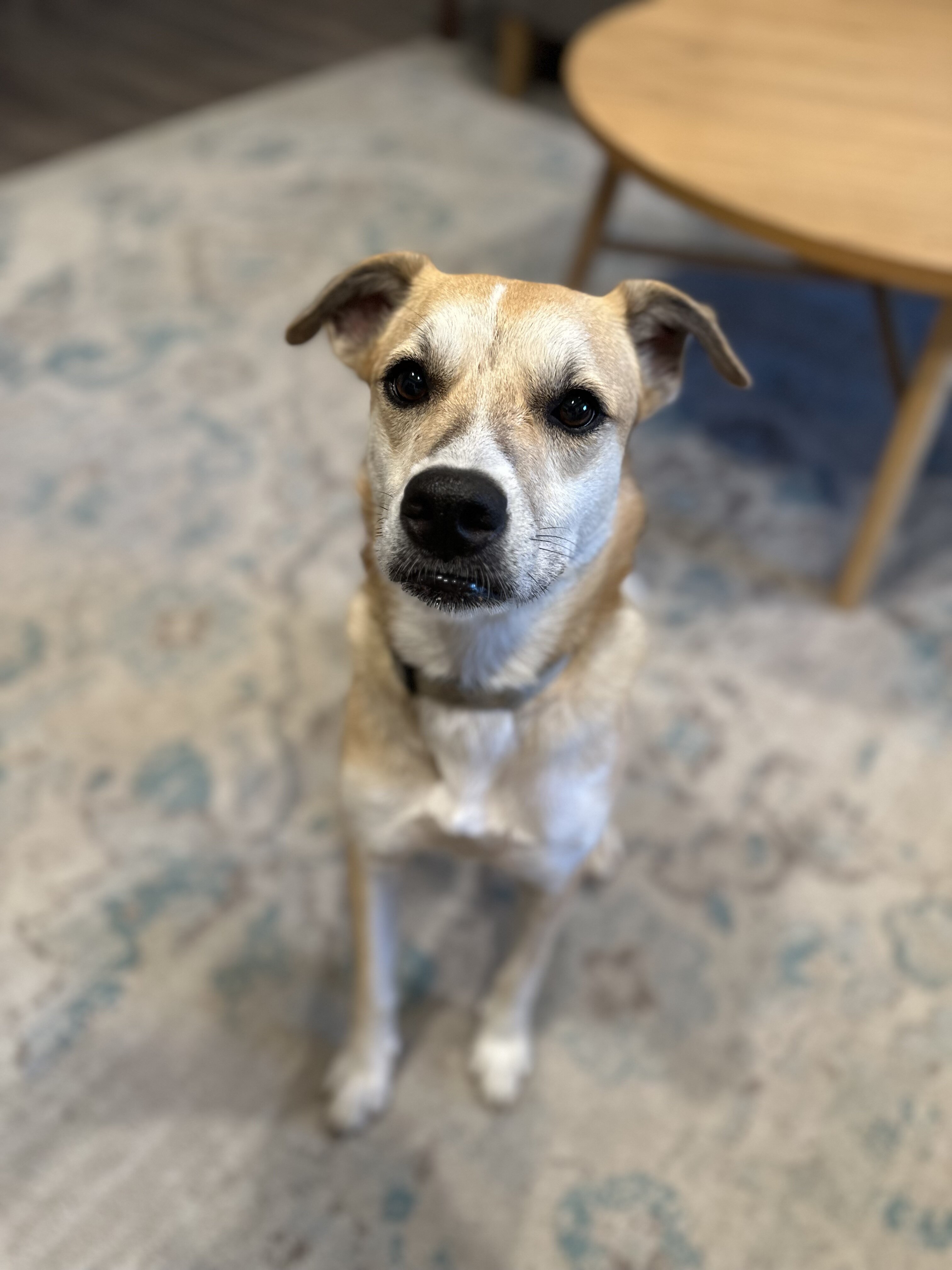 Experienced Home Needed for Sweet 3 yo Female image 1
