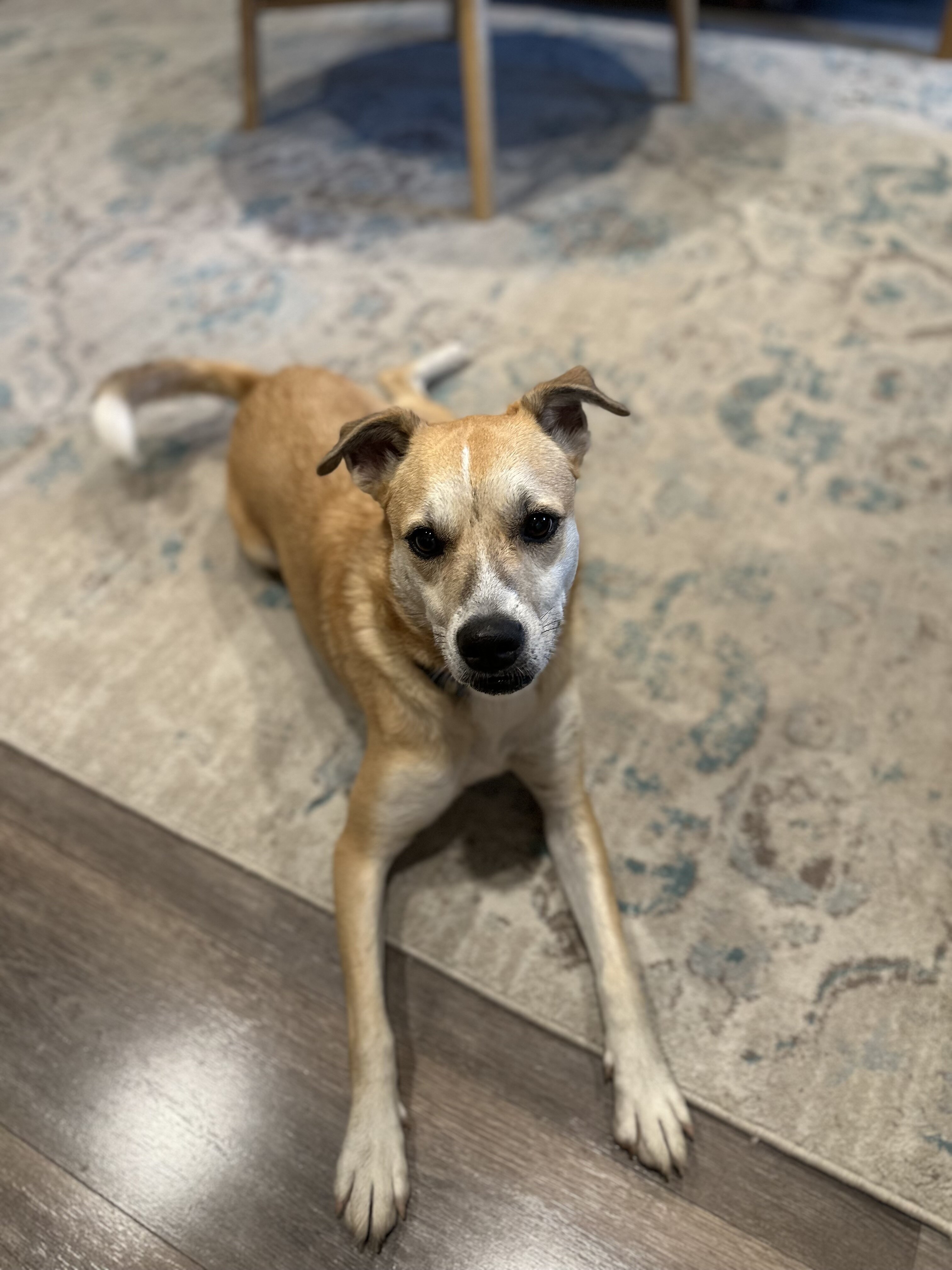 Experienced Home Needed for Sweet 3 yo Female image 2