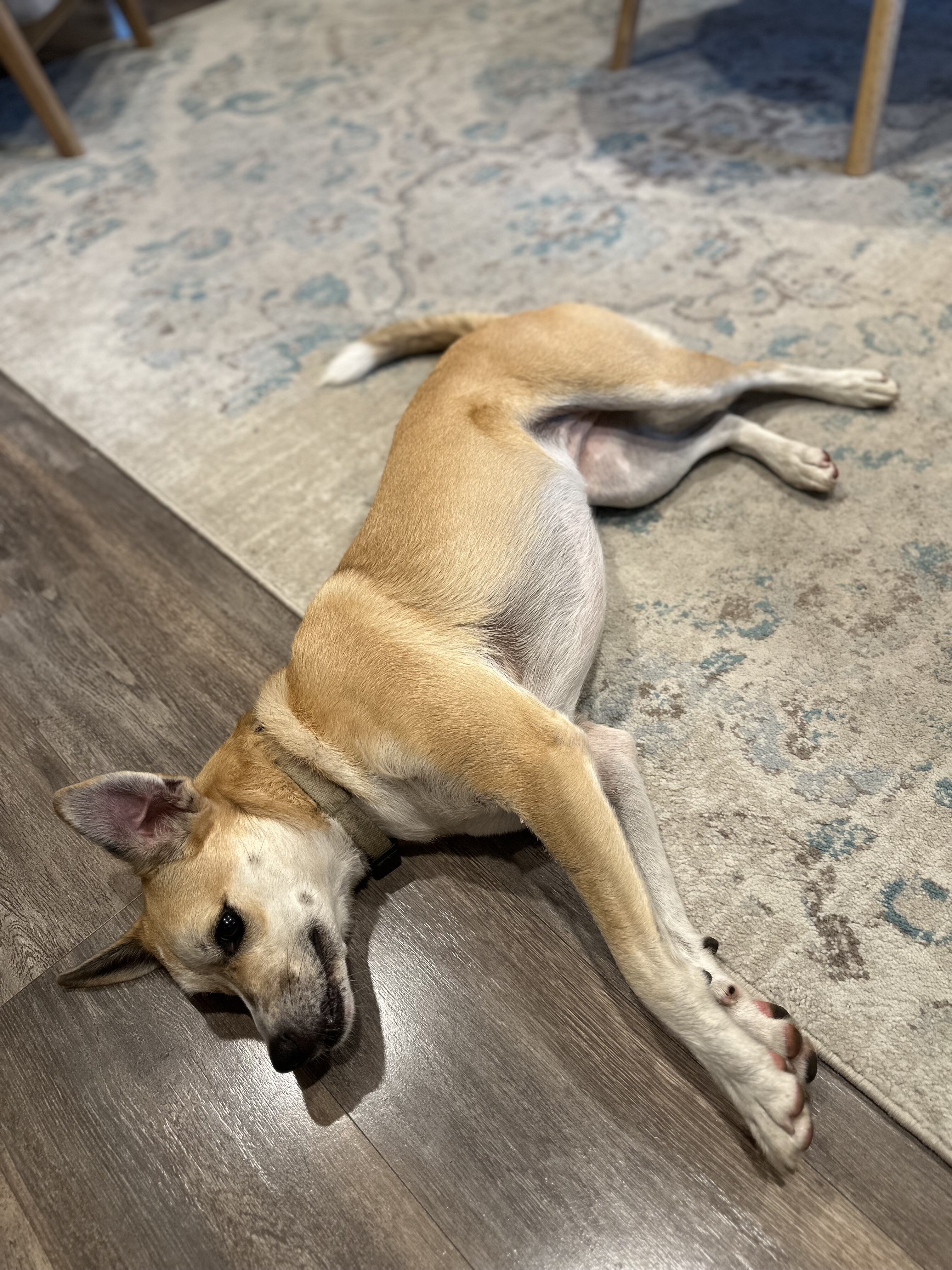 Experienced Home Needed for Sweet 3 yo Female image 4