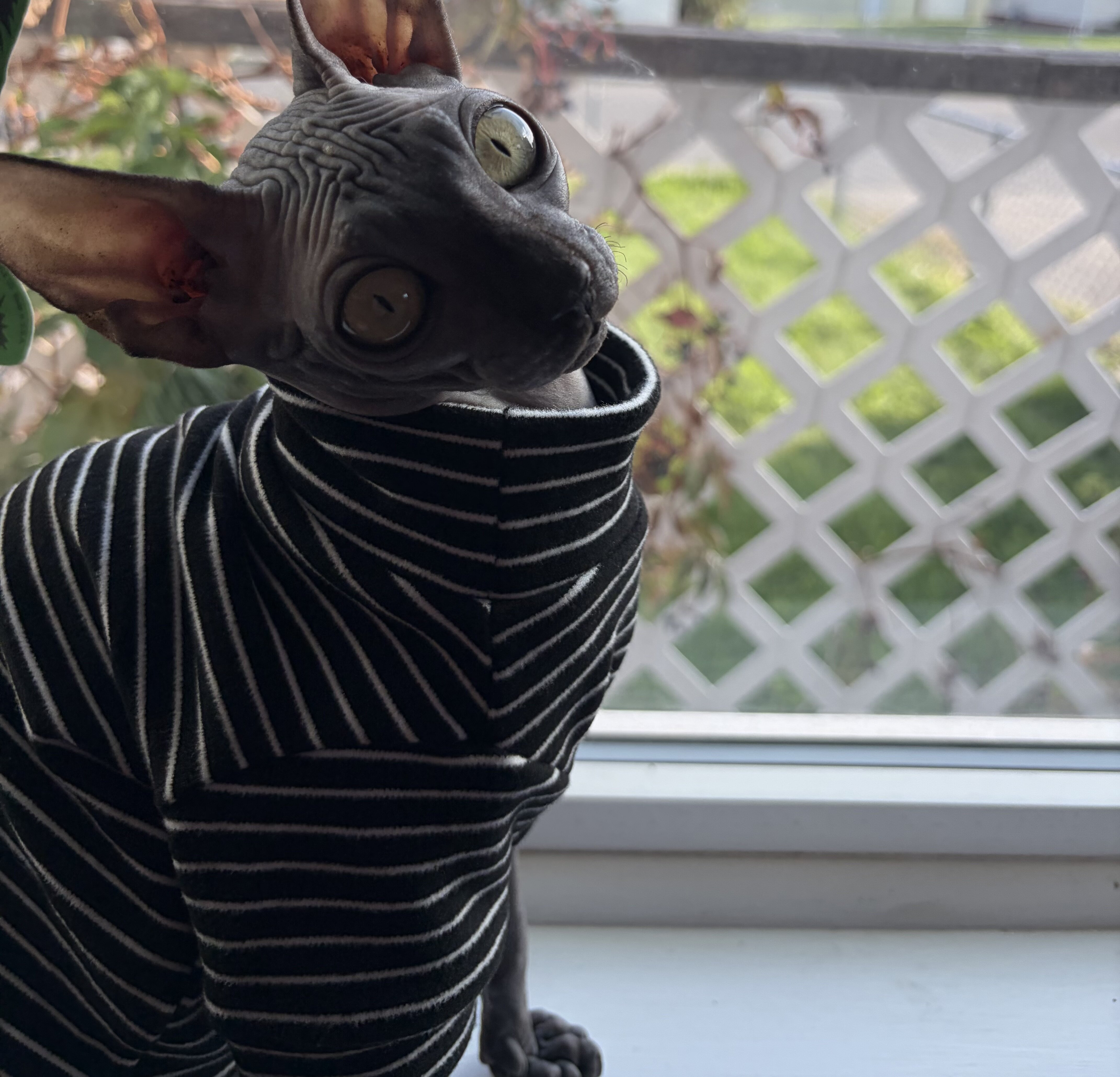 Sphynx image 2