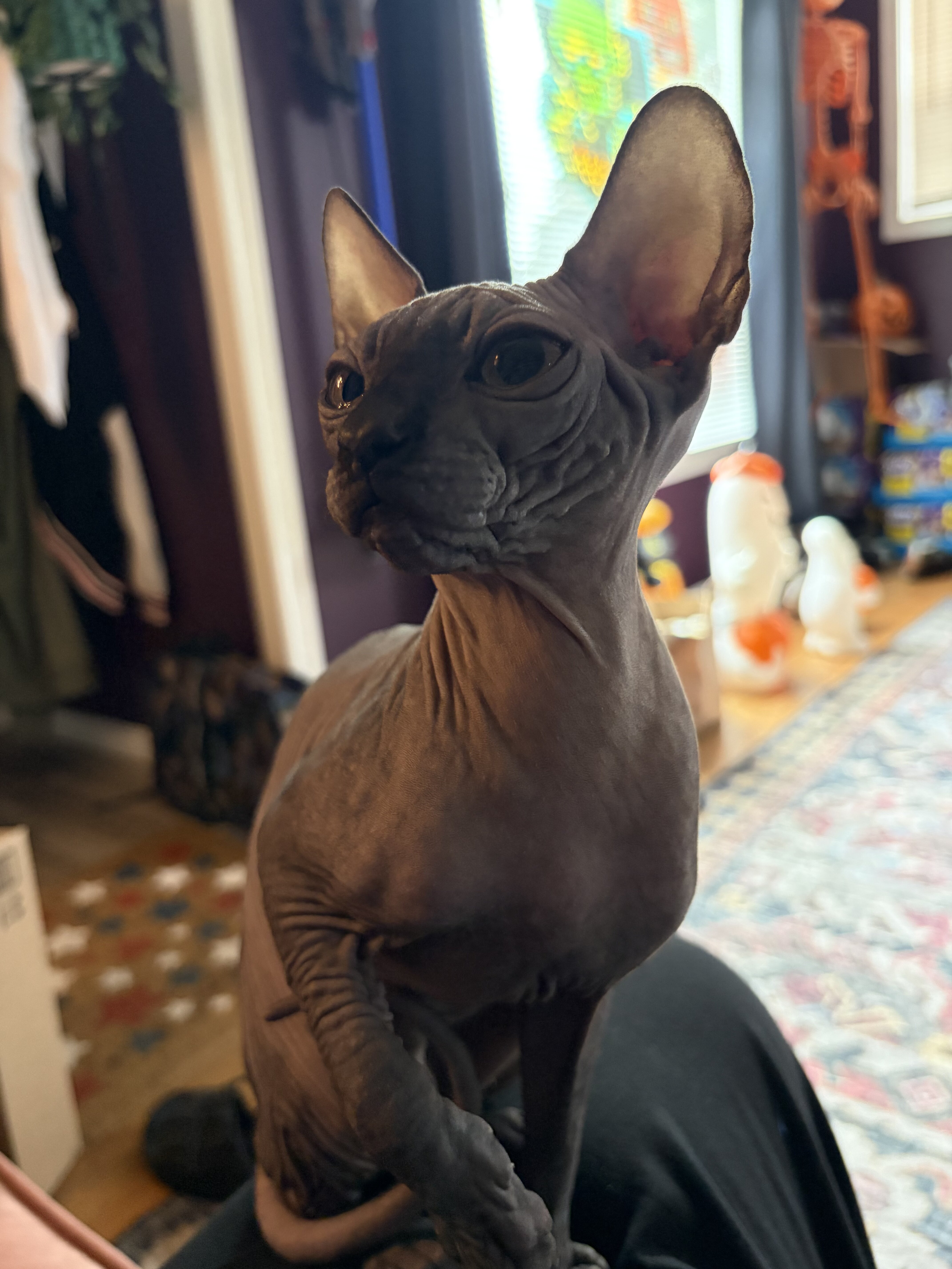 Sphynx image 1