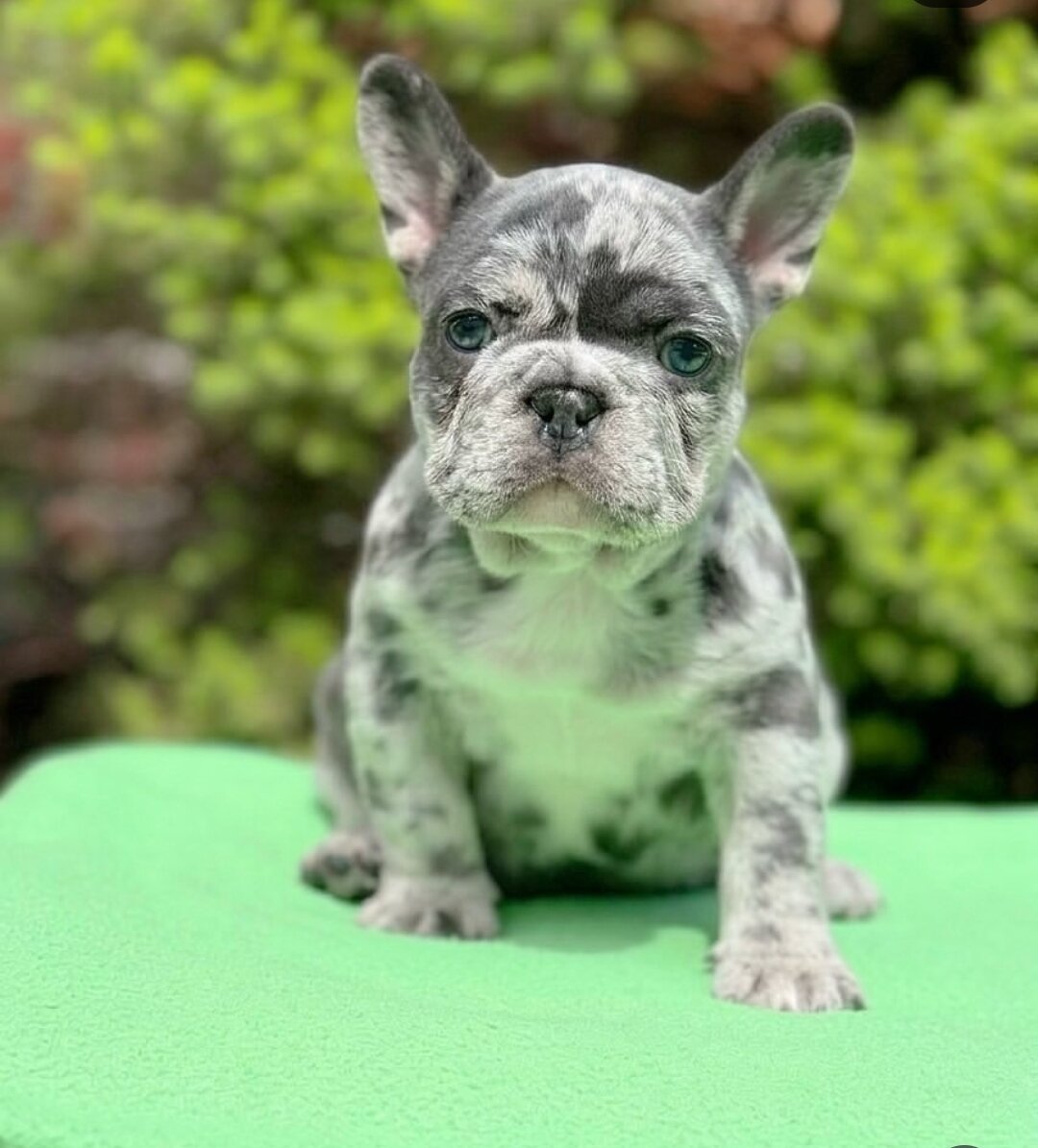 Gorgeous French Bulldog Puppies available image 3
