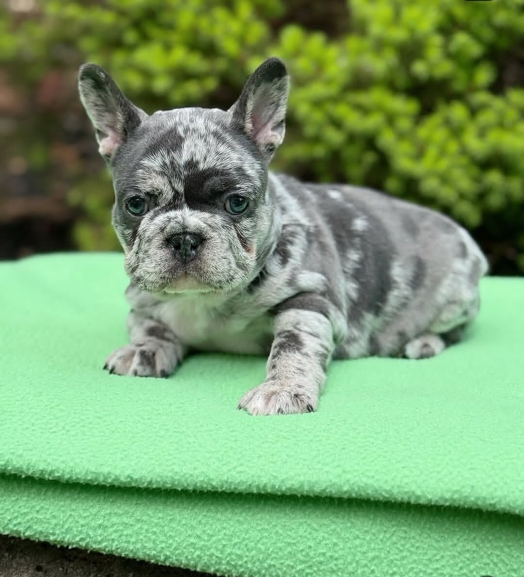 Gorgeous French Bulldog Puppies available image 2