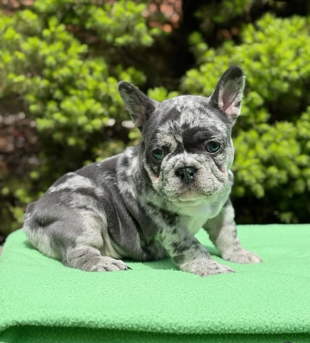 Gorgeous French Bulldog Puppies available image 1