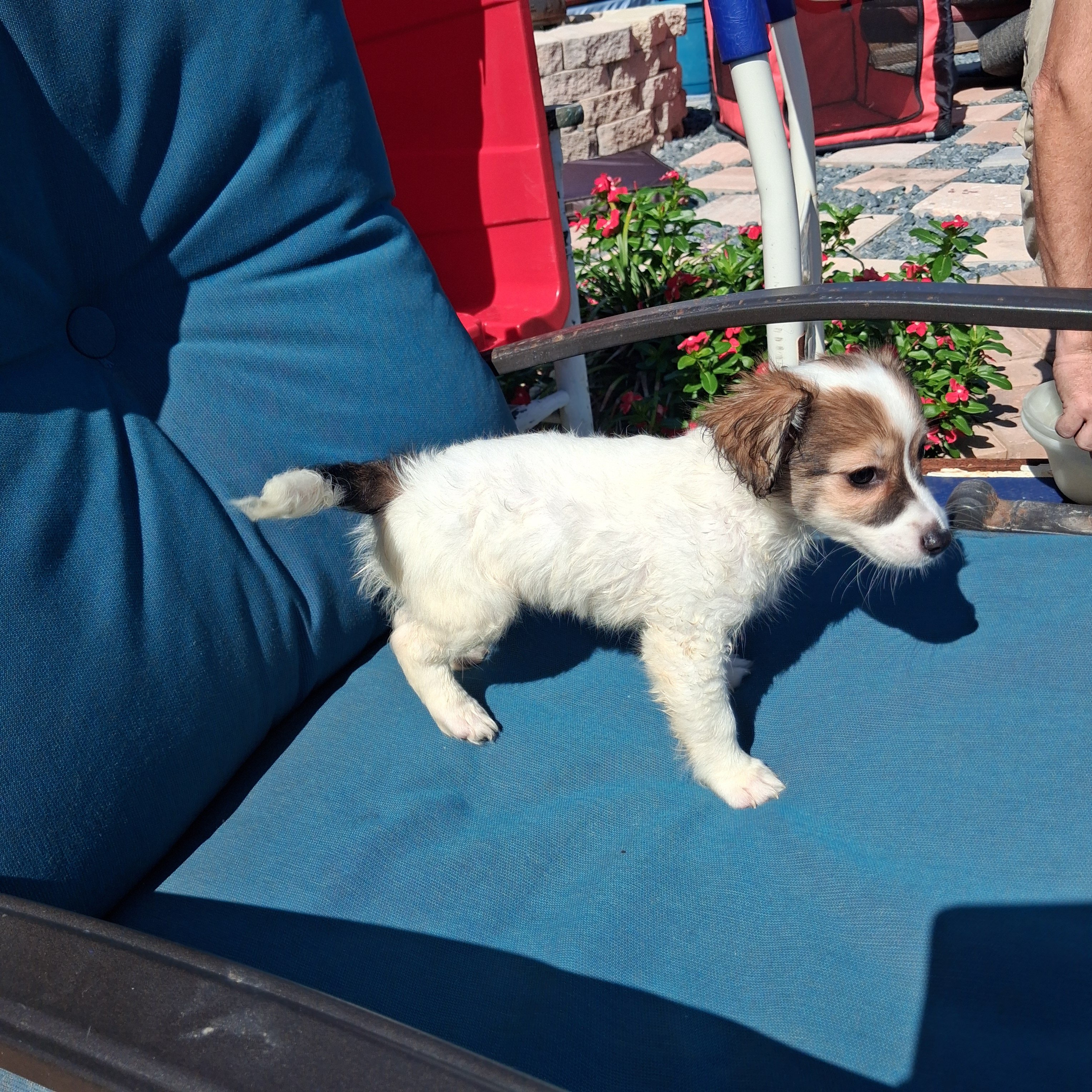 8 WEEK OLD PUPPIES AVAILABLE SMALL BREED image 1