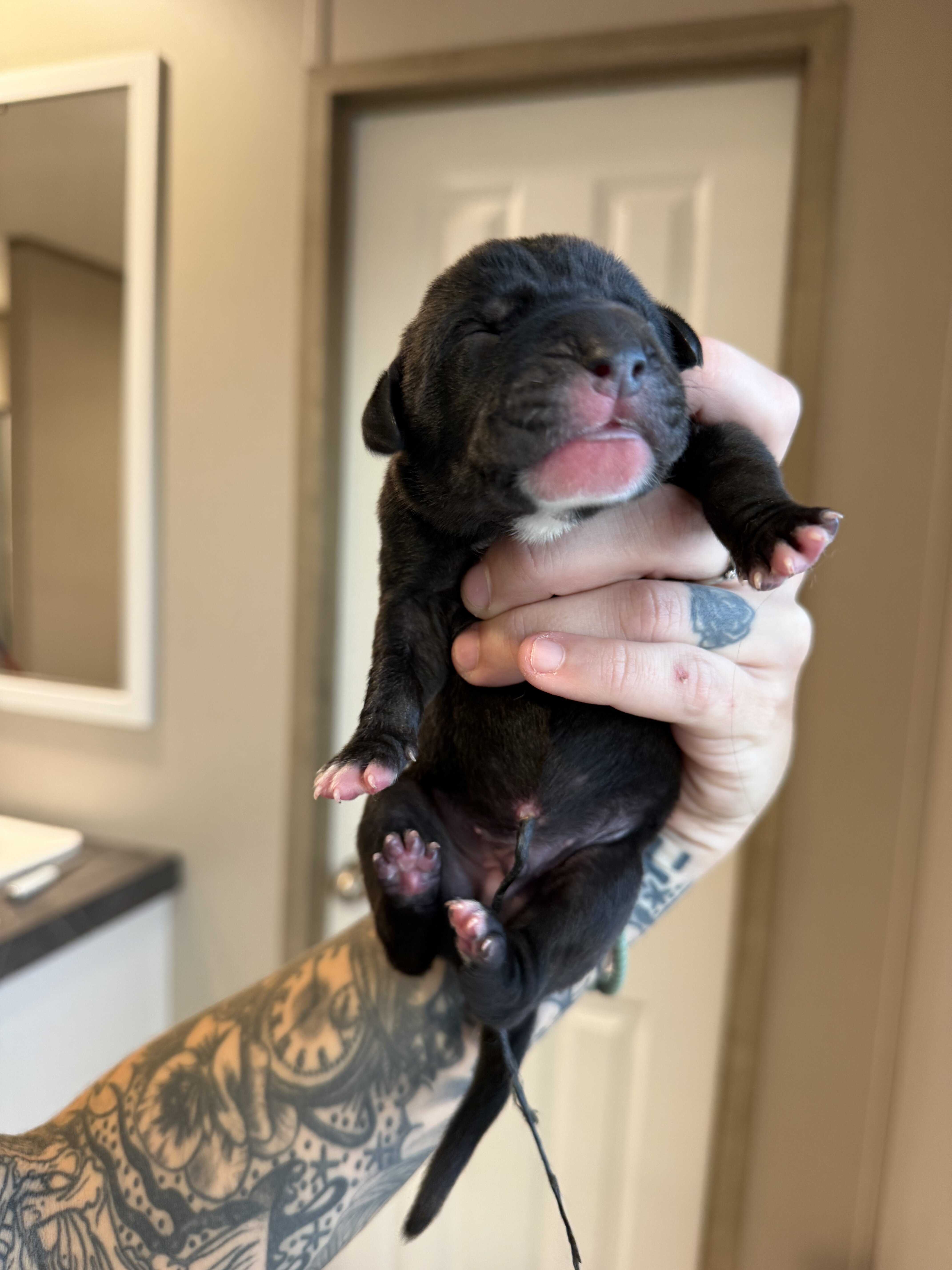 Great Dane image 1