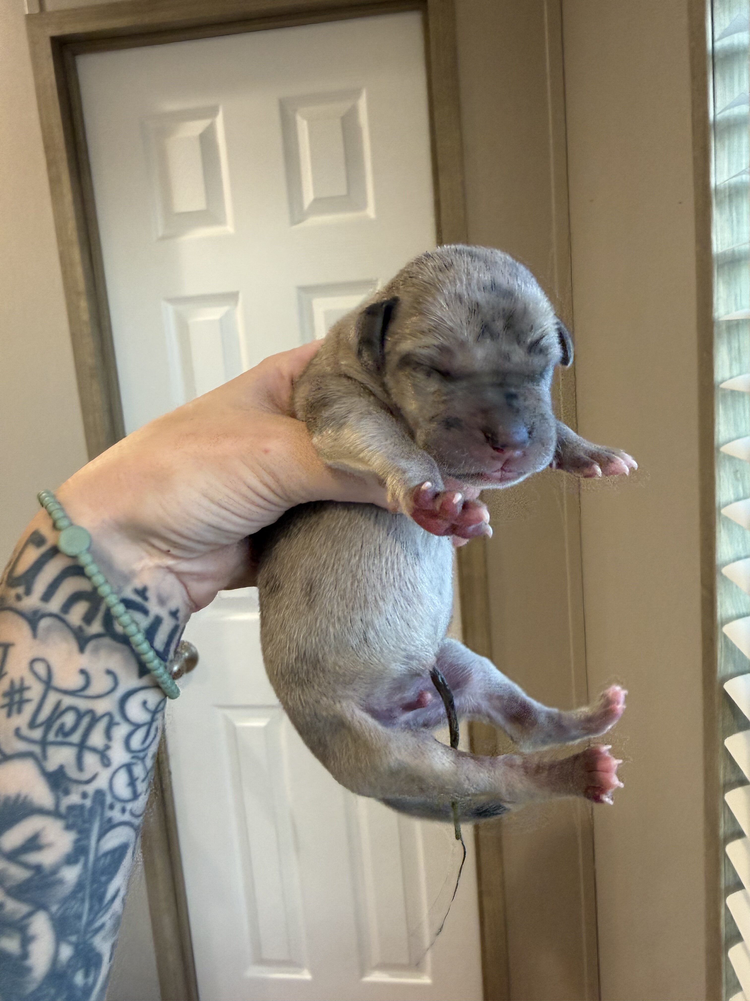 Great Dane image 3
