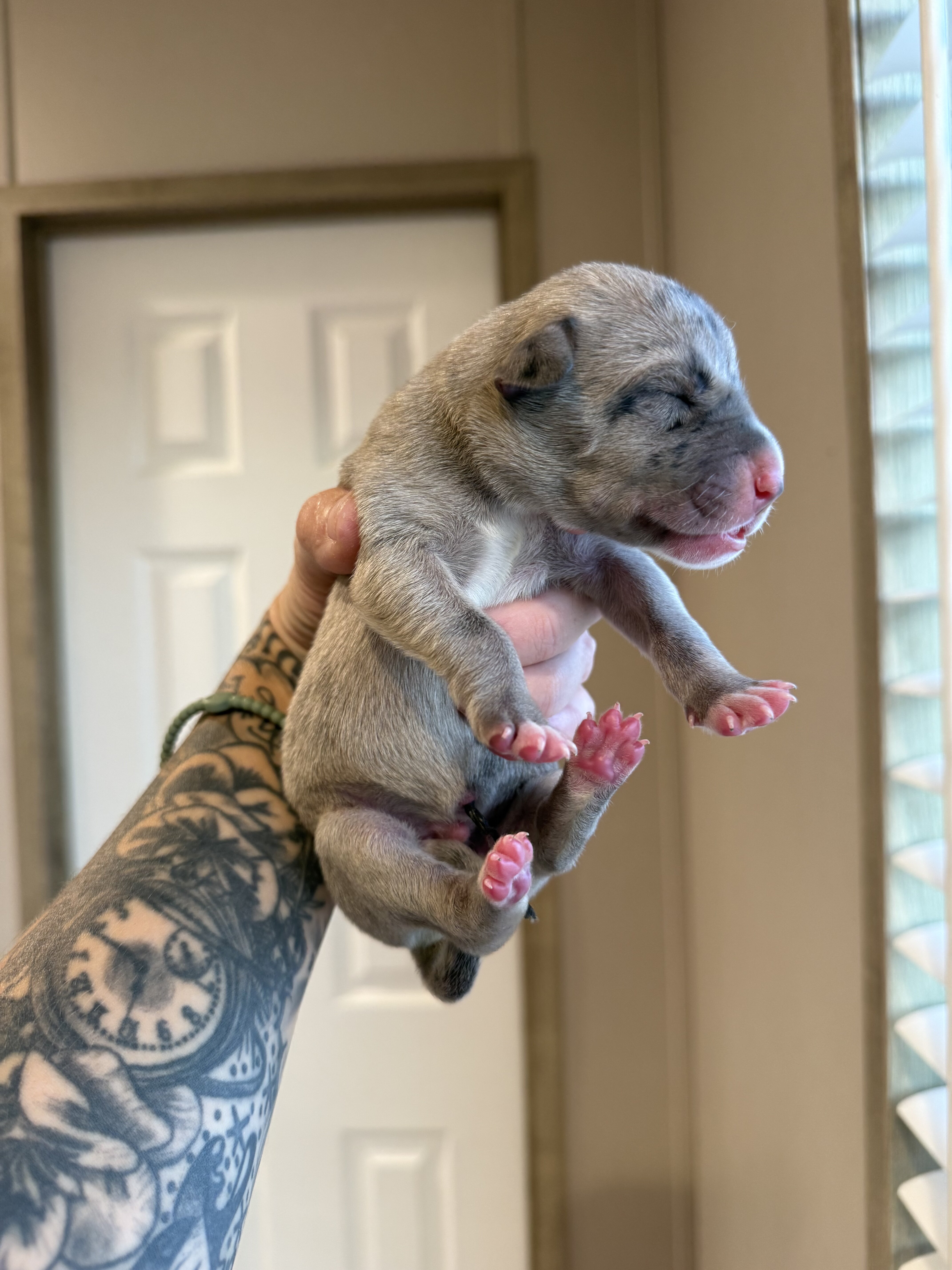 Great Dane image 4