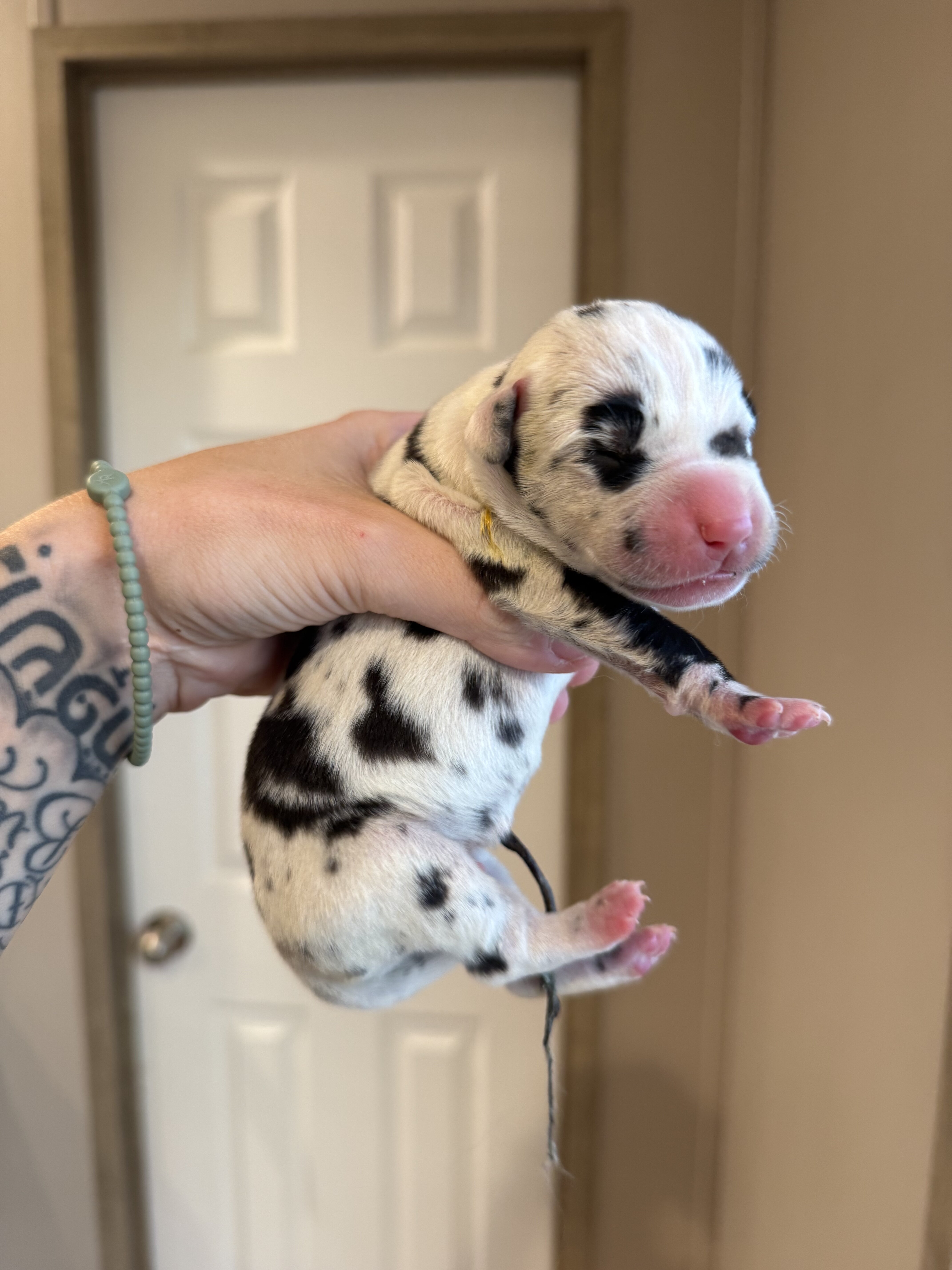 Great Dane image 5