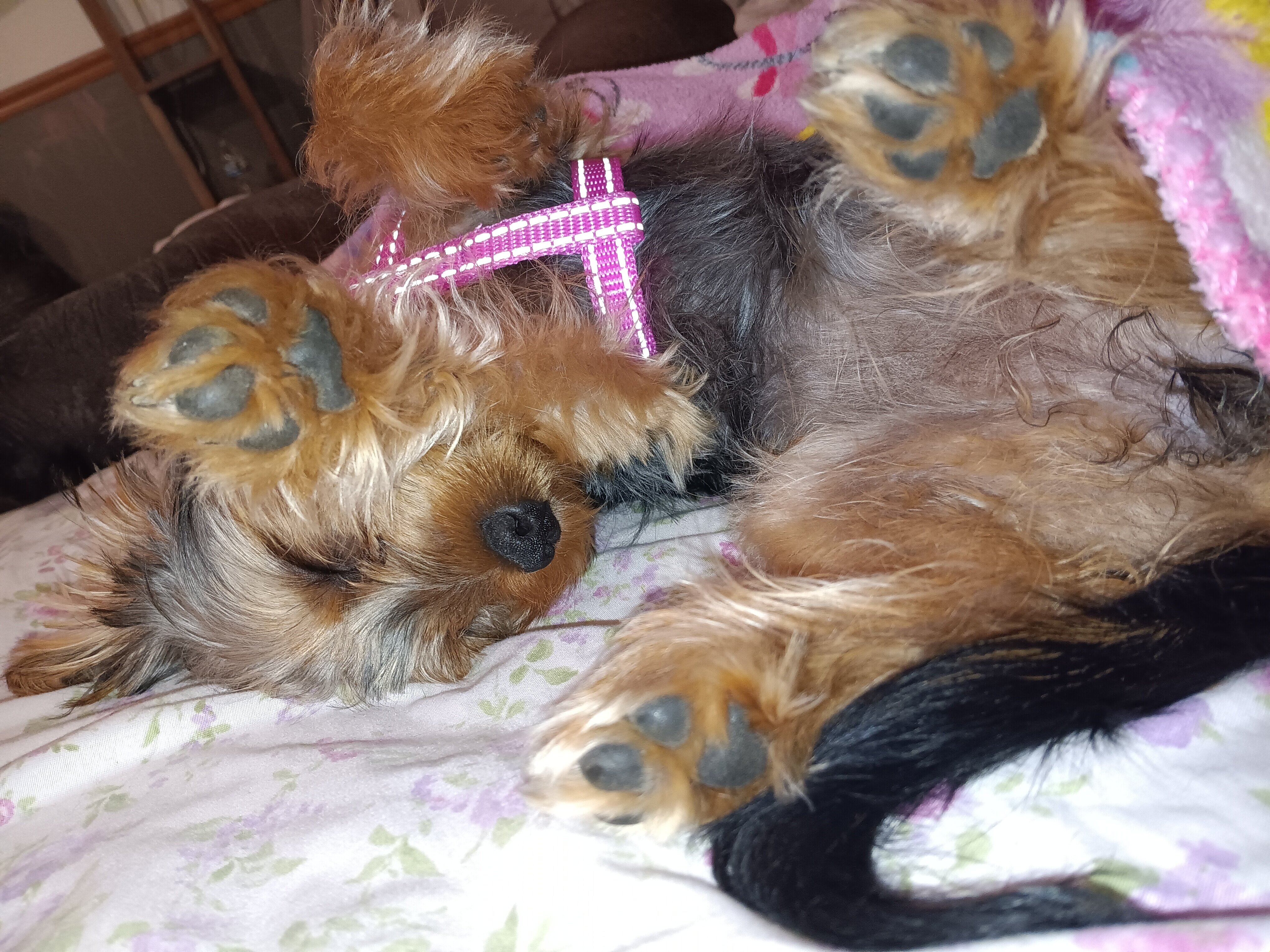Dorkie image 1