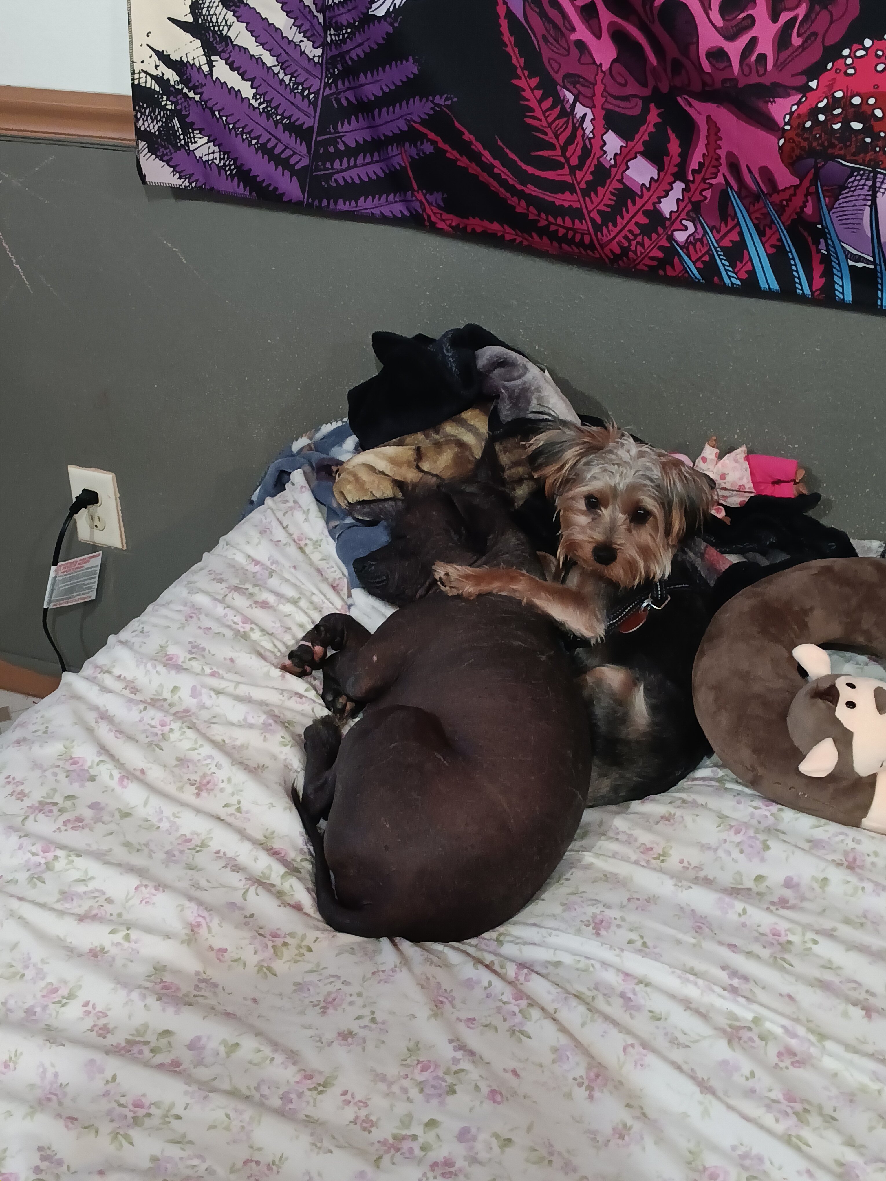 Dorkie image 2