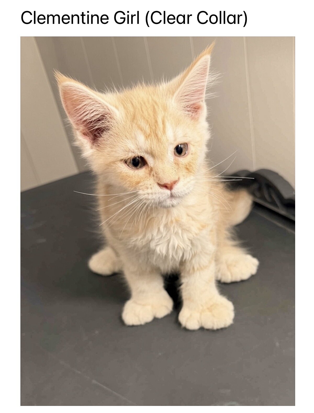TICA Maine Coon kittens image 3
