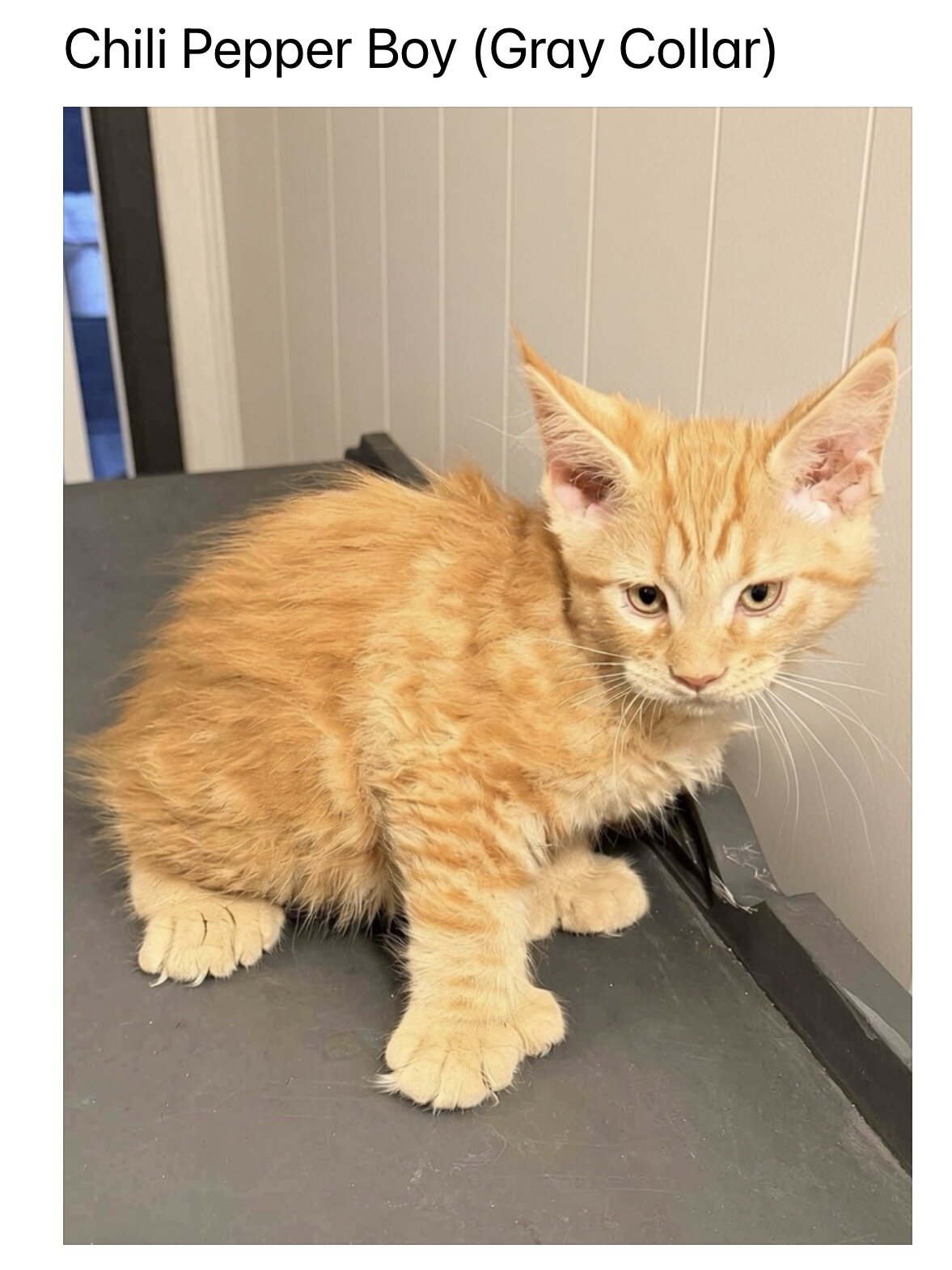 TICA Maine Coon kittens image 4