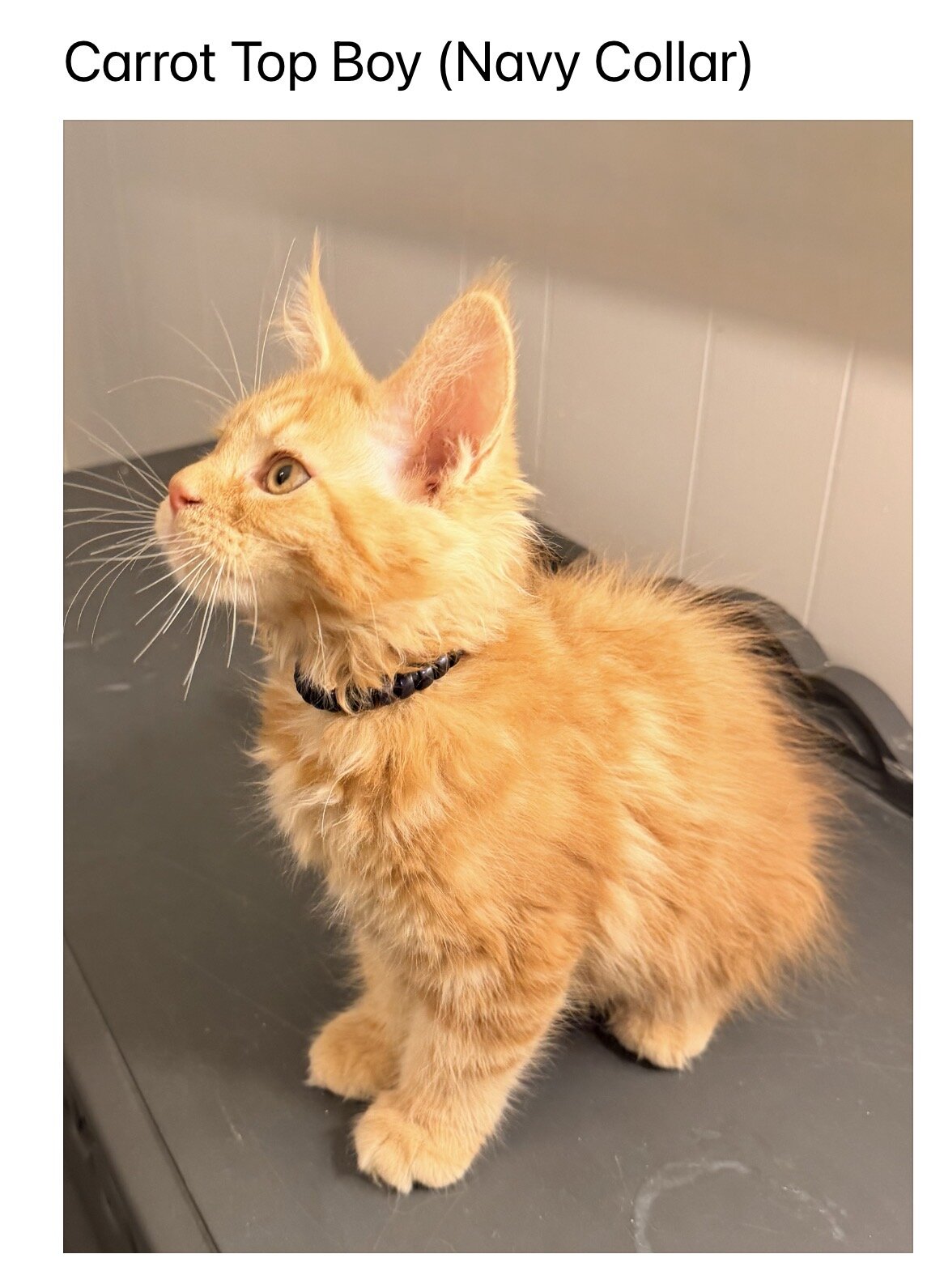 TICA Maine Coon kittens image 1