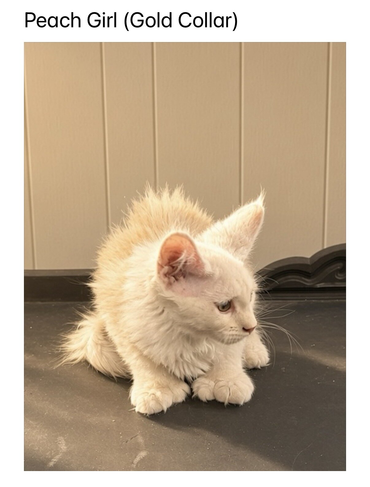 TICA Maine Coon kittens image 5
