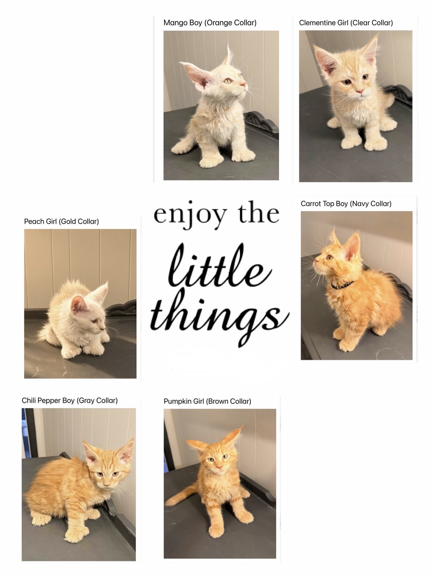 TICA Maine Coon kittens image 7