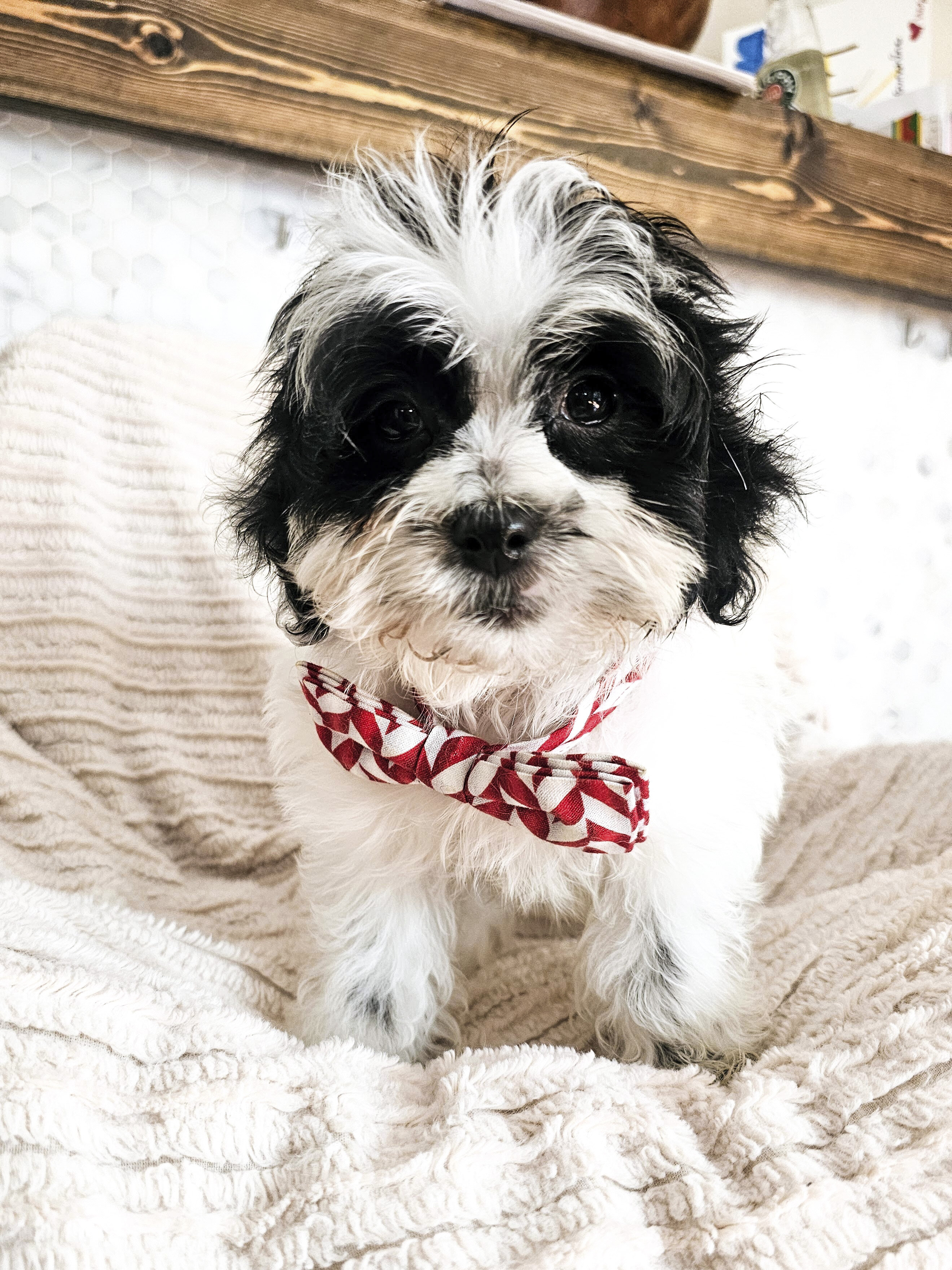 Adorable Shih-Poo (Shih-Tzu & Toy Poodle) Puppies image 2