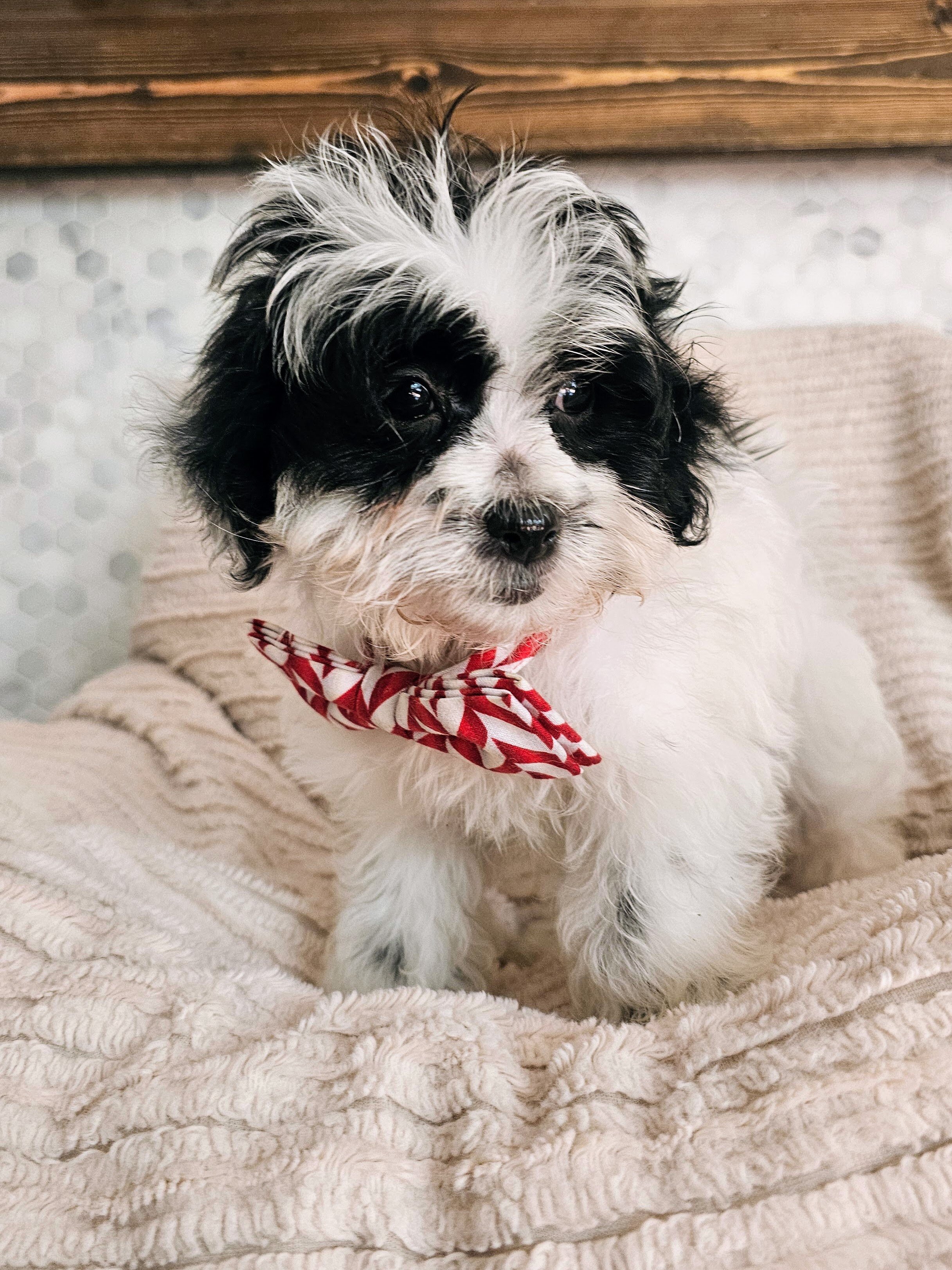 Adorable Shih-Poo (Shih-Tzu & Toy Poodle) Puppies image 1