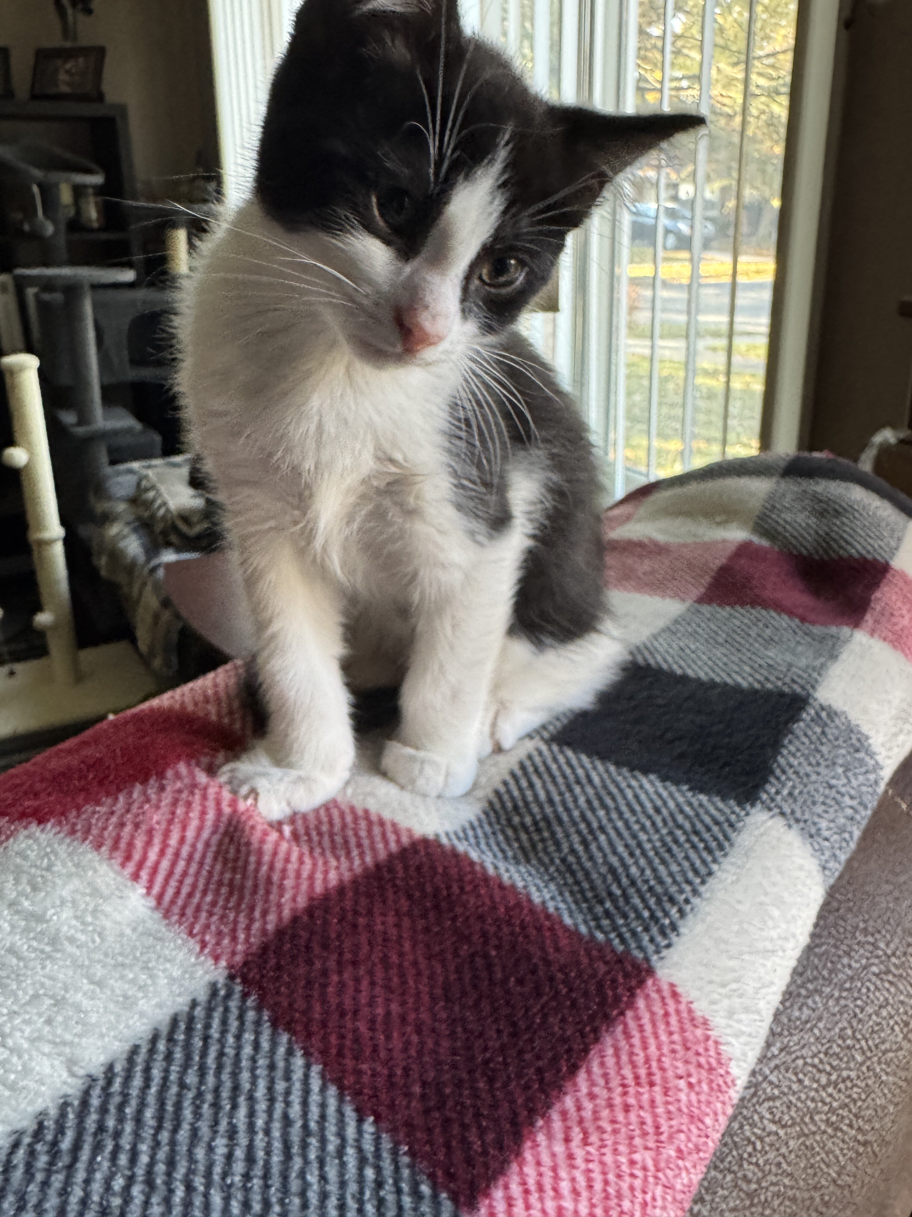 Tuxedo Kittens image 1