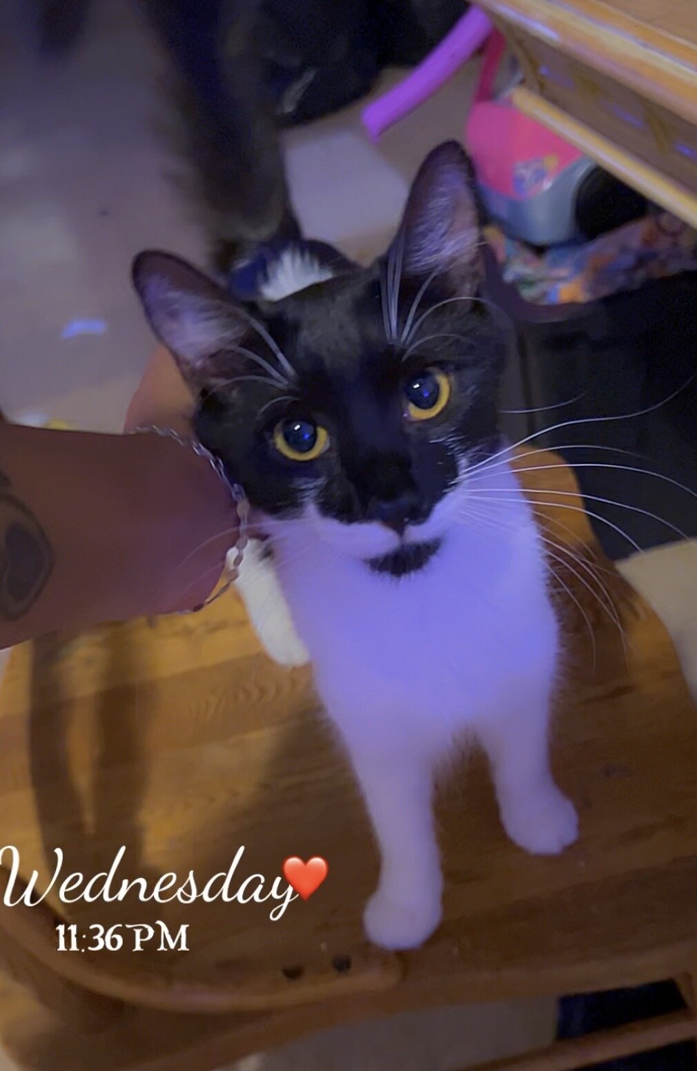 The sweetest kitty image 1