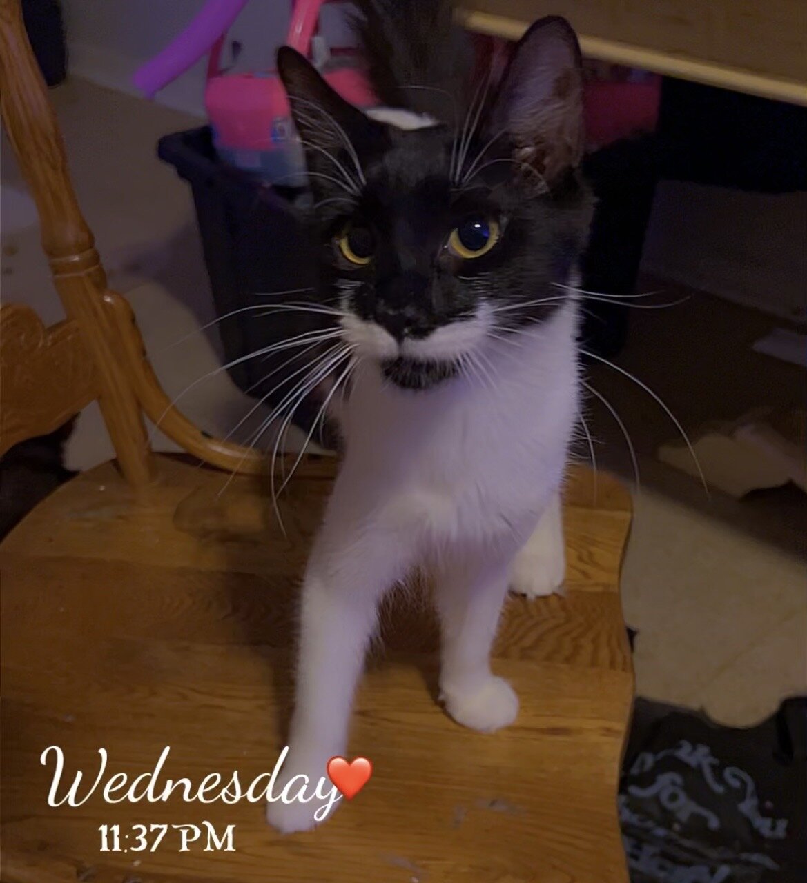 The sweetest kitty image 2