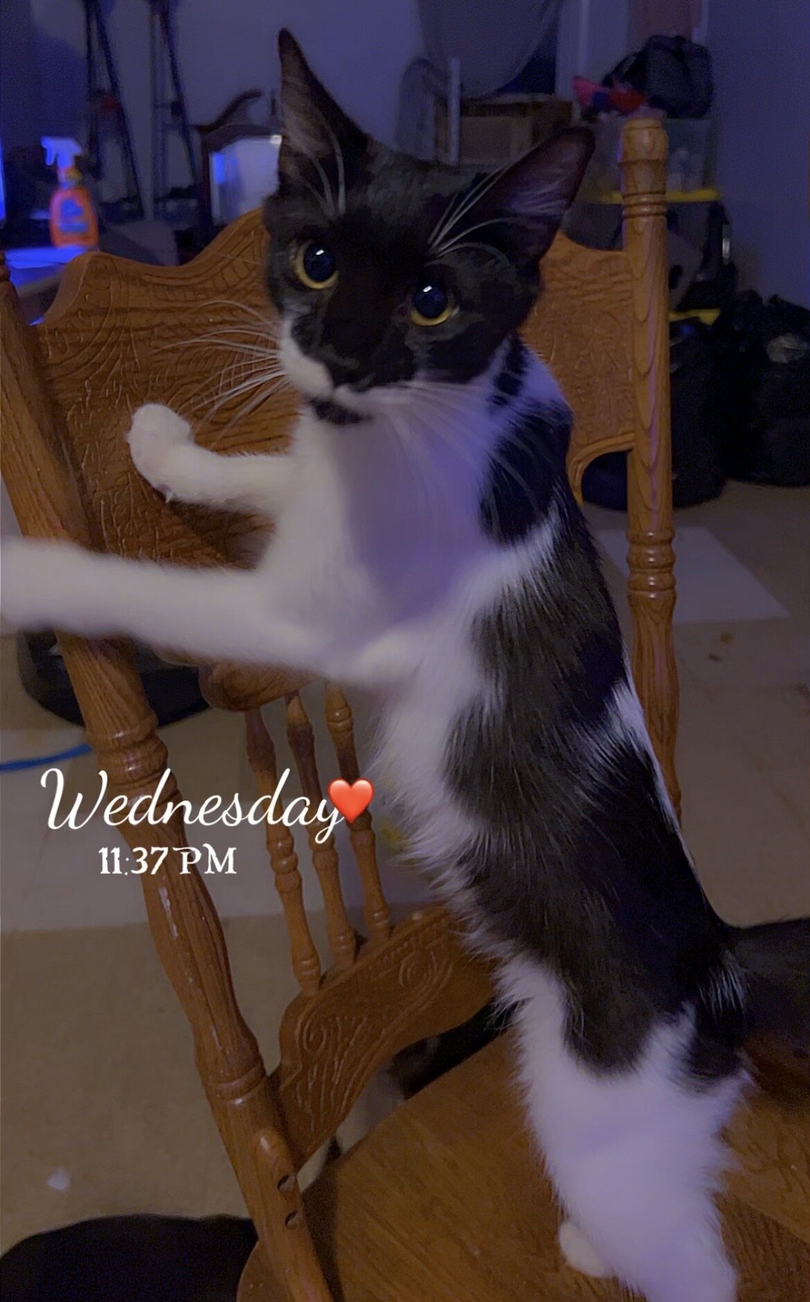 The sweetest kitty image 3