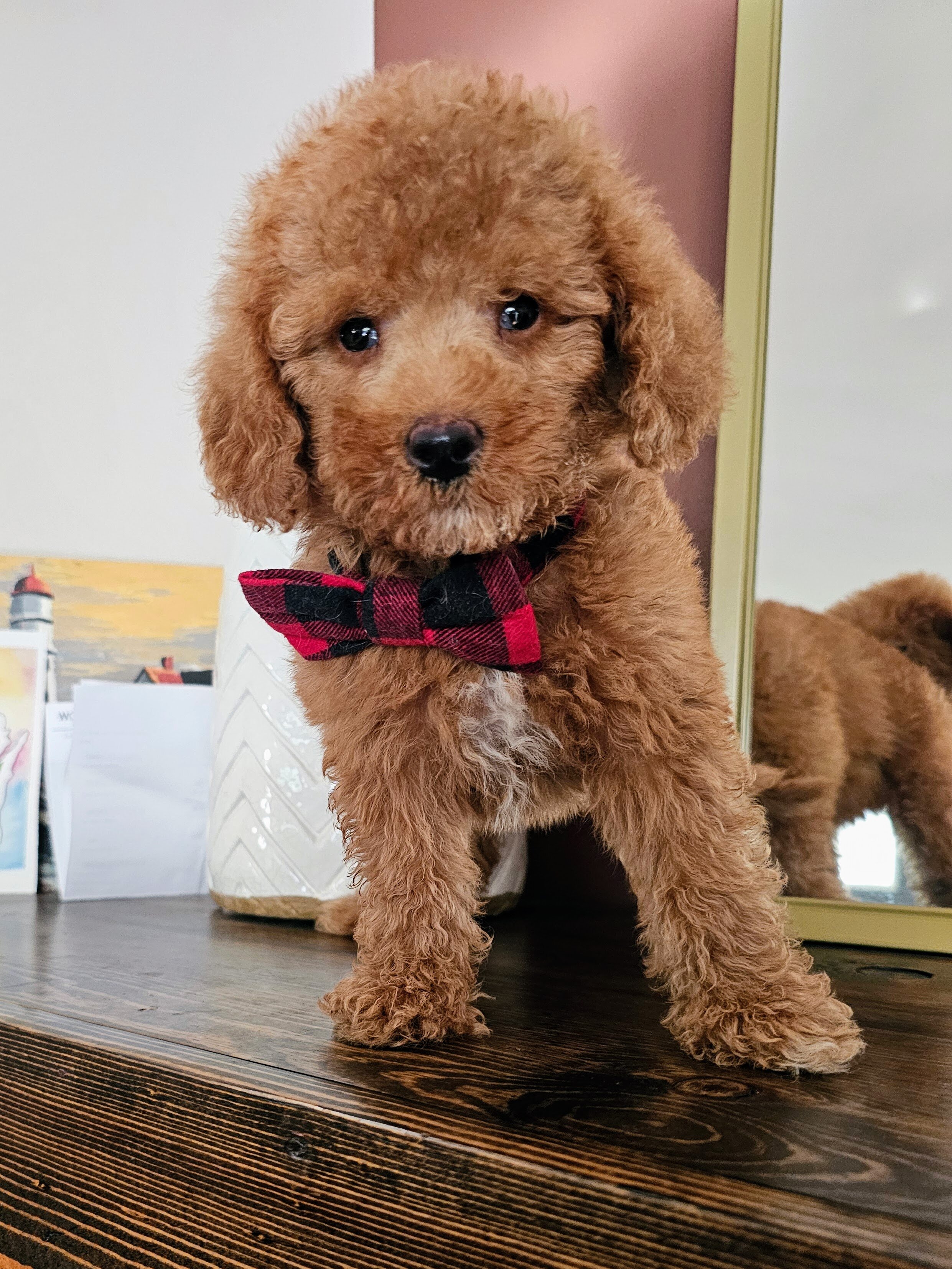 Beautiful F1BB MALE Mini Goldendoodle Puppies image 1