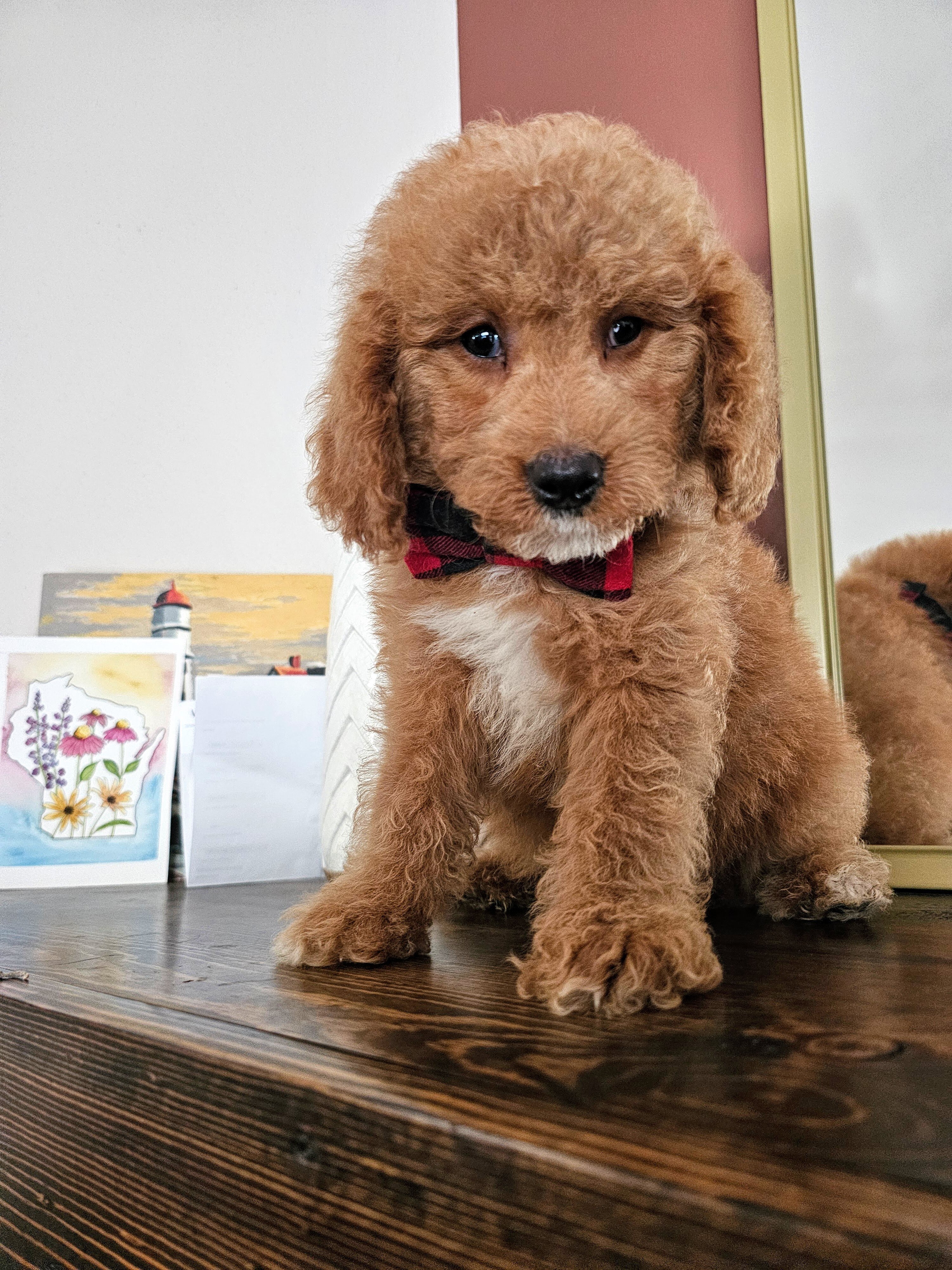 Beautiful F1BB MALE Mini Goldendoodle Puppies image 3