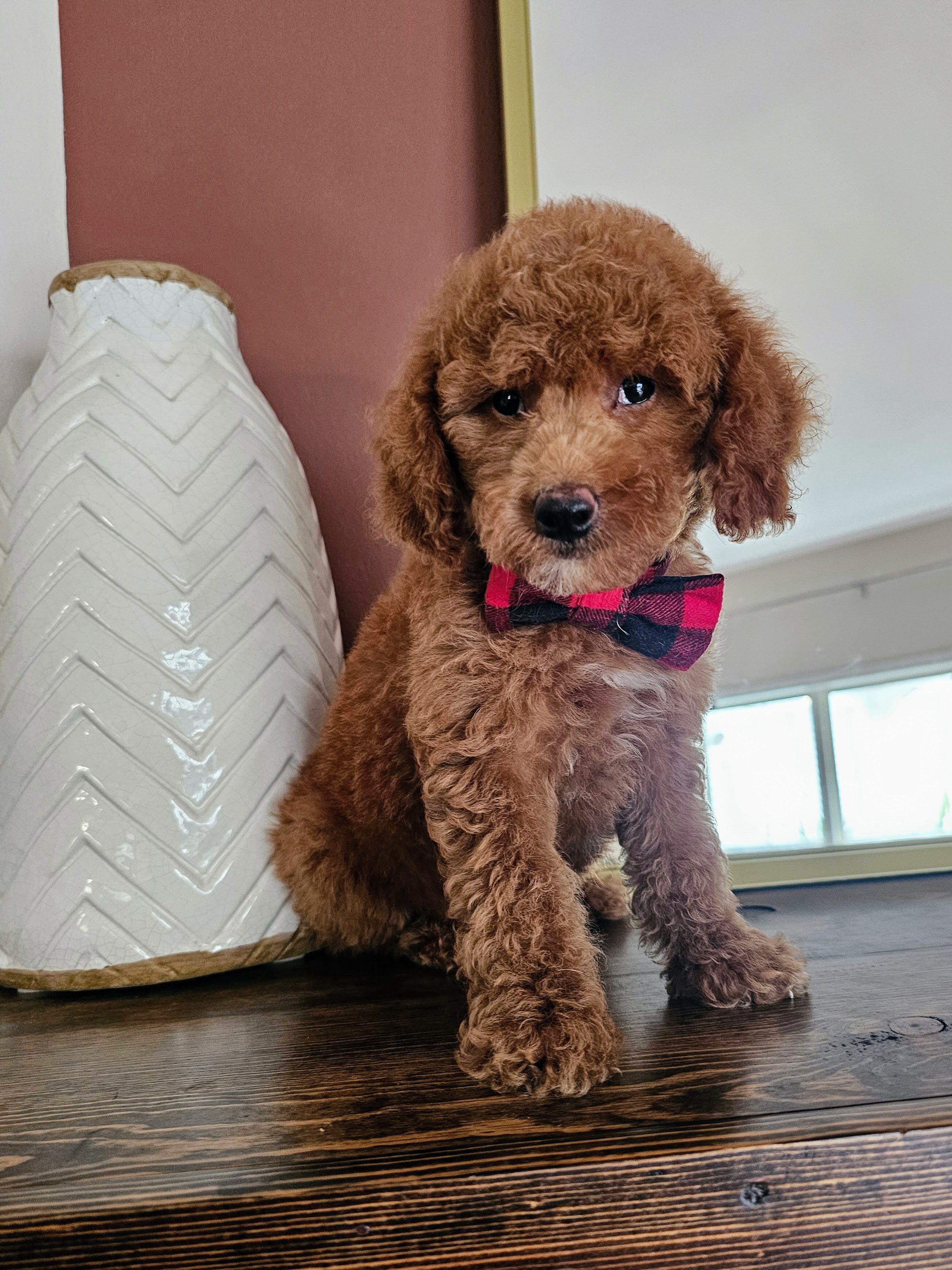Beautiful F1BB MALE Mini Goldendoodle Puppies image 2