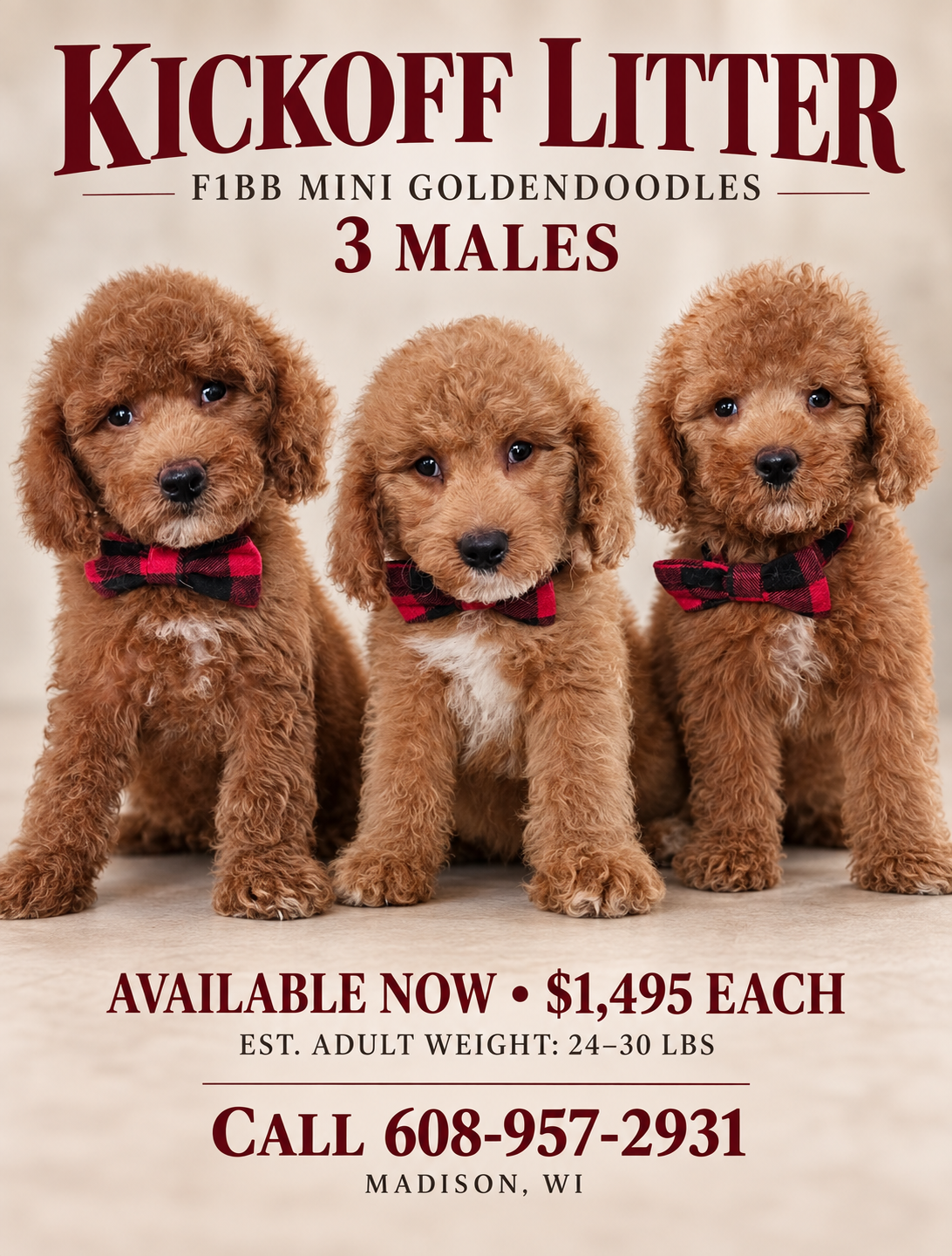 Beautiful F1BB MALE Mini Goldendoodle Puppies image 4