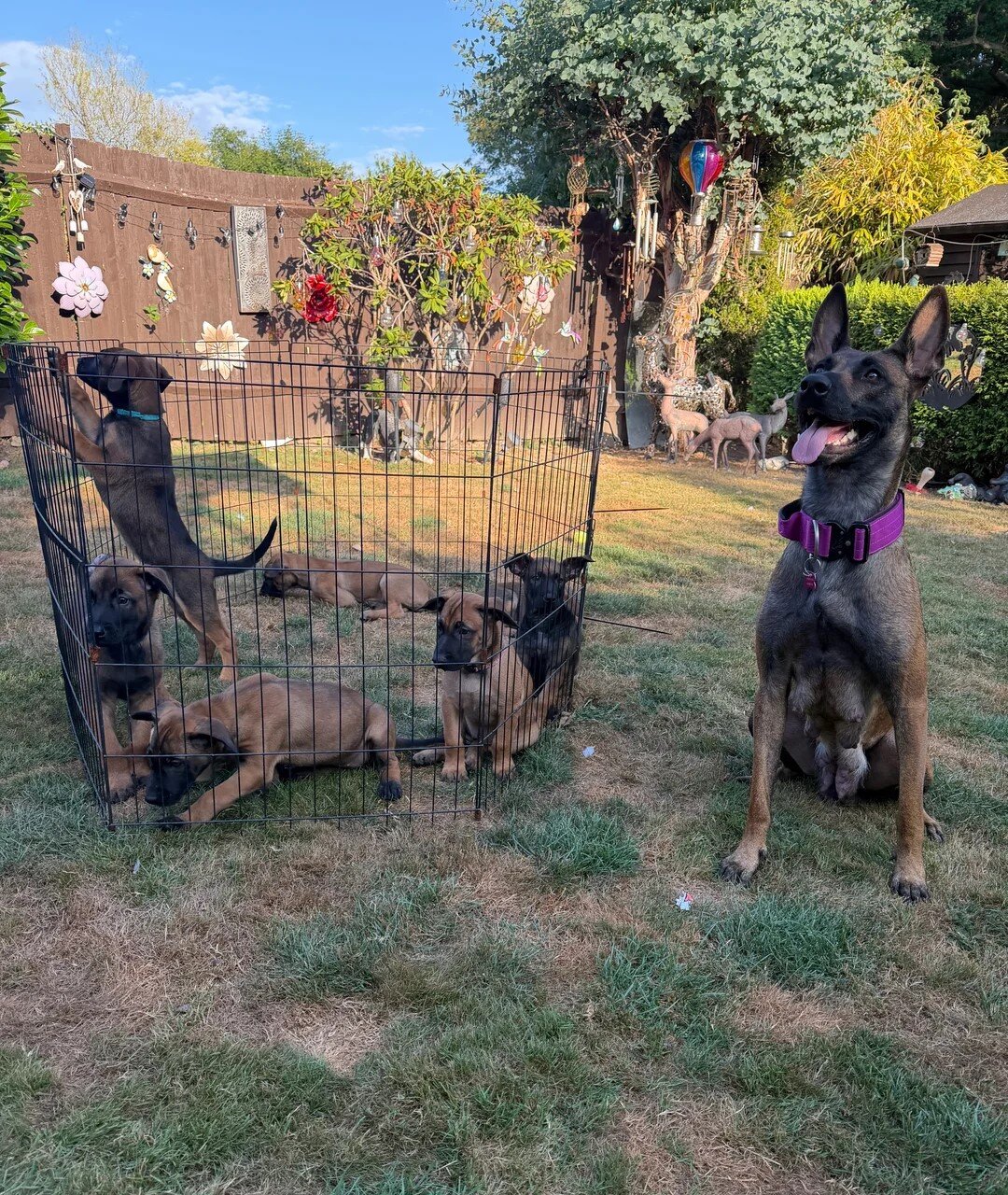 Belgian Malinois puppies for sale image 1