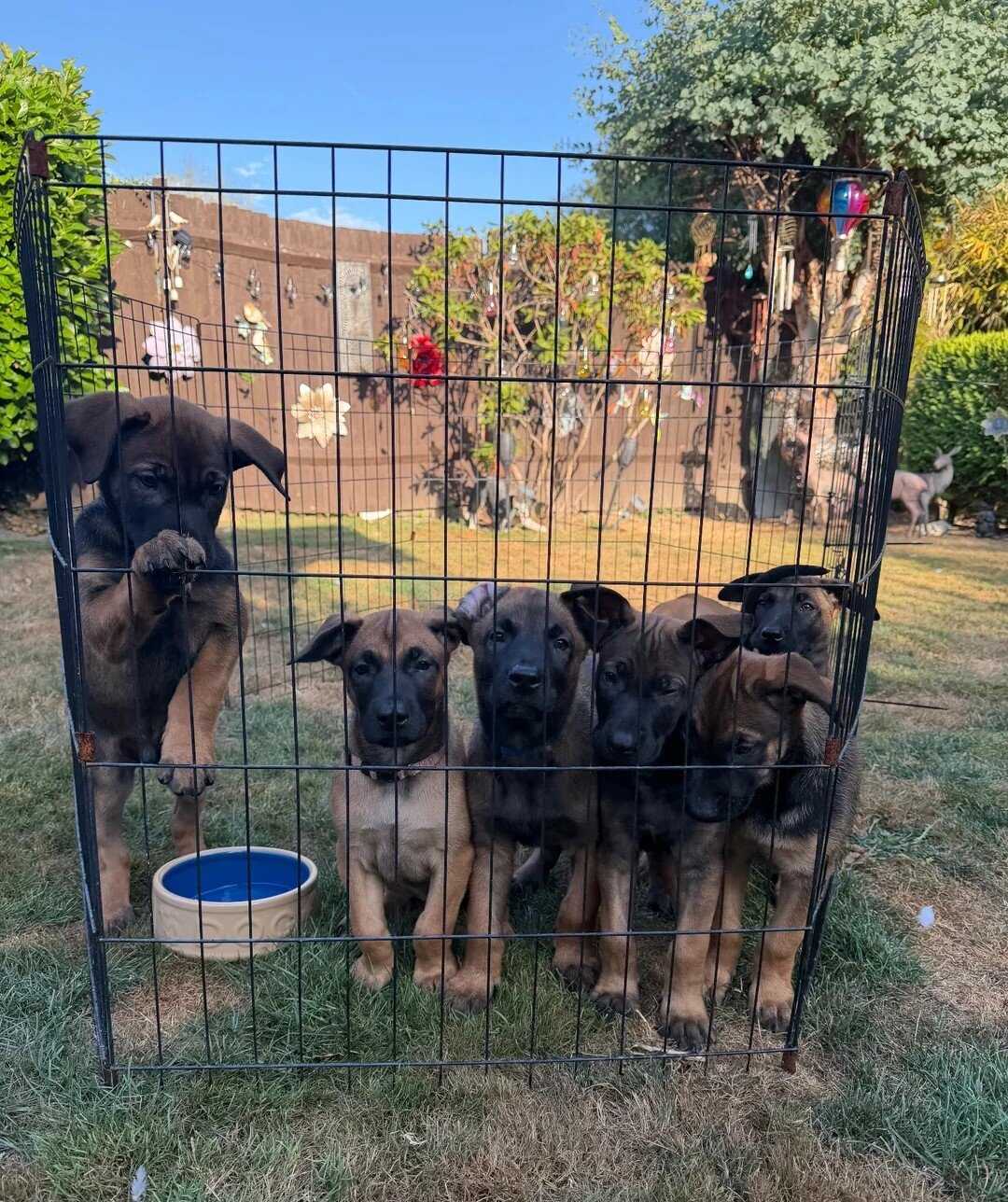 Belgian Malinois puppies for sale image 2
