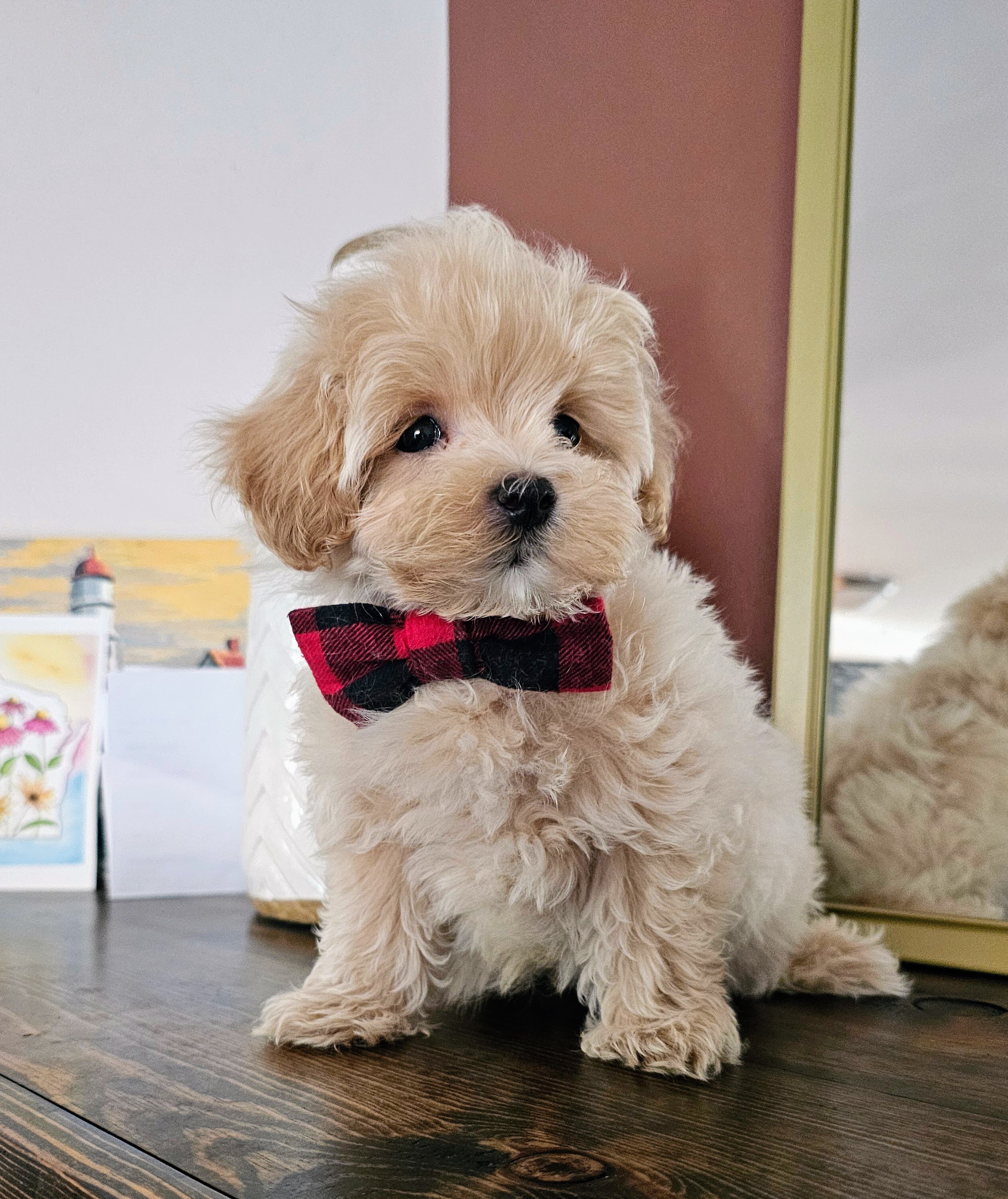 Gorgeous Toy Maltipoo (Maltese & Poodle) Puppies image 2