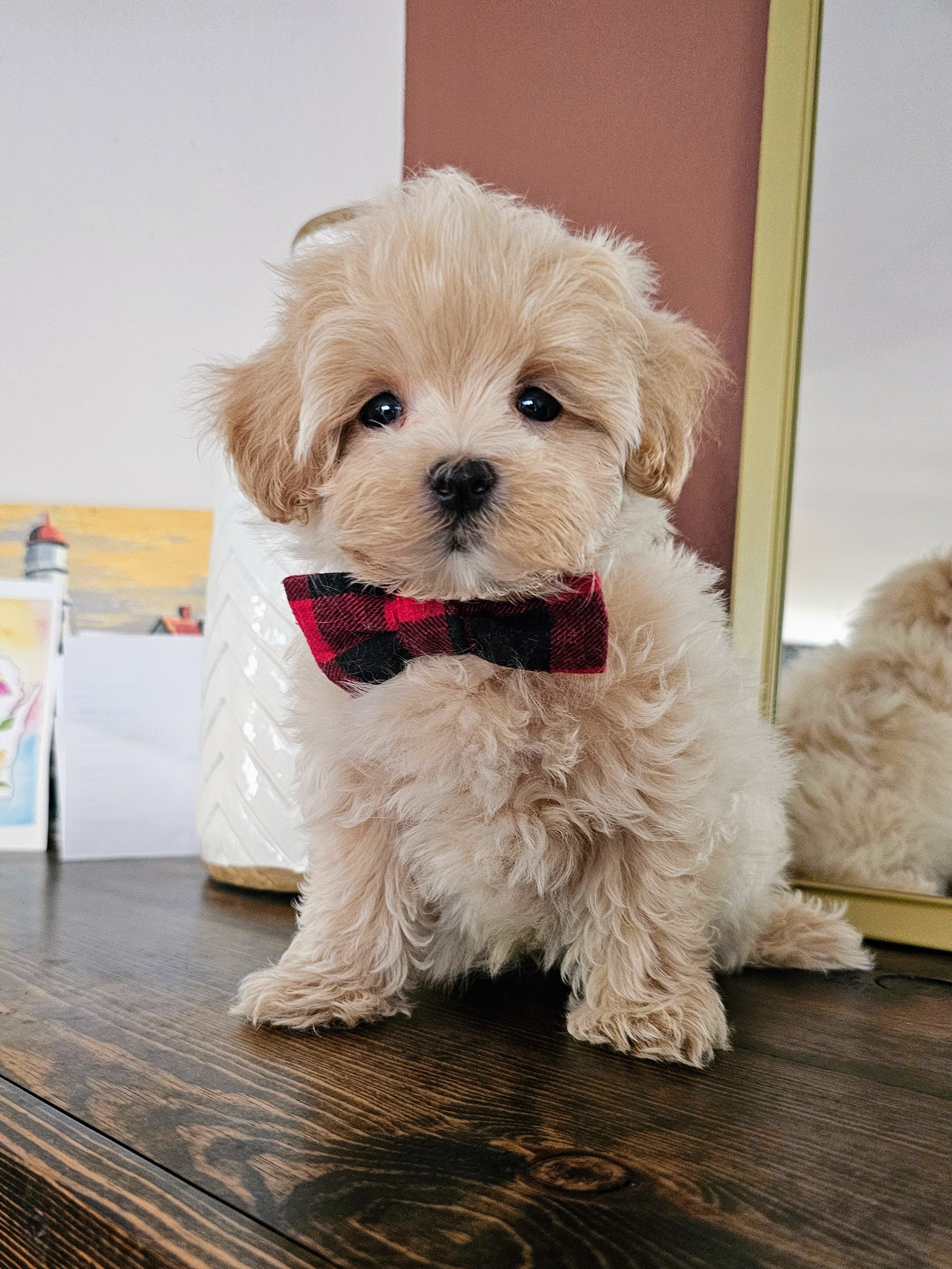 Gorgeous Toy Maltipoo (Maltese & Poodle) Puppies image 1