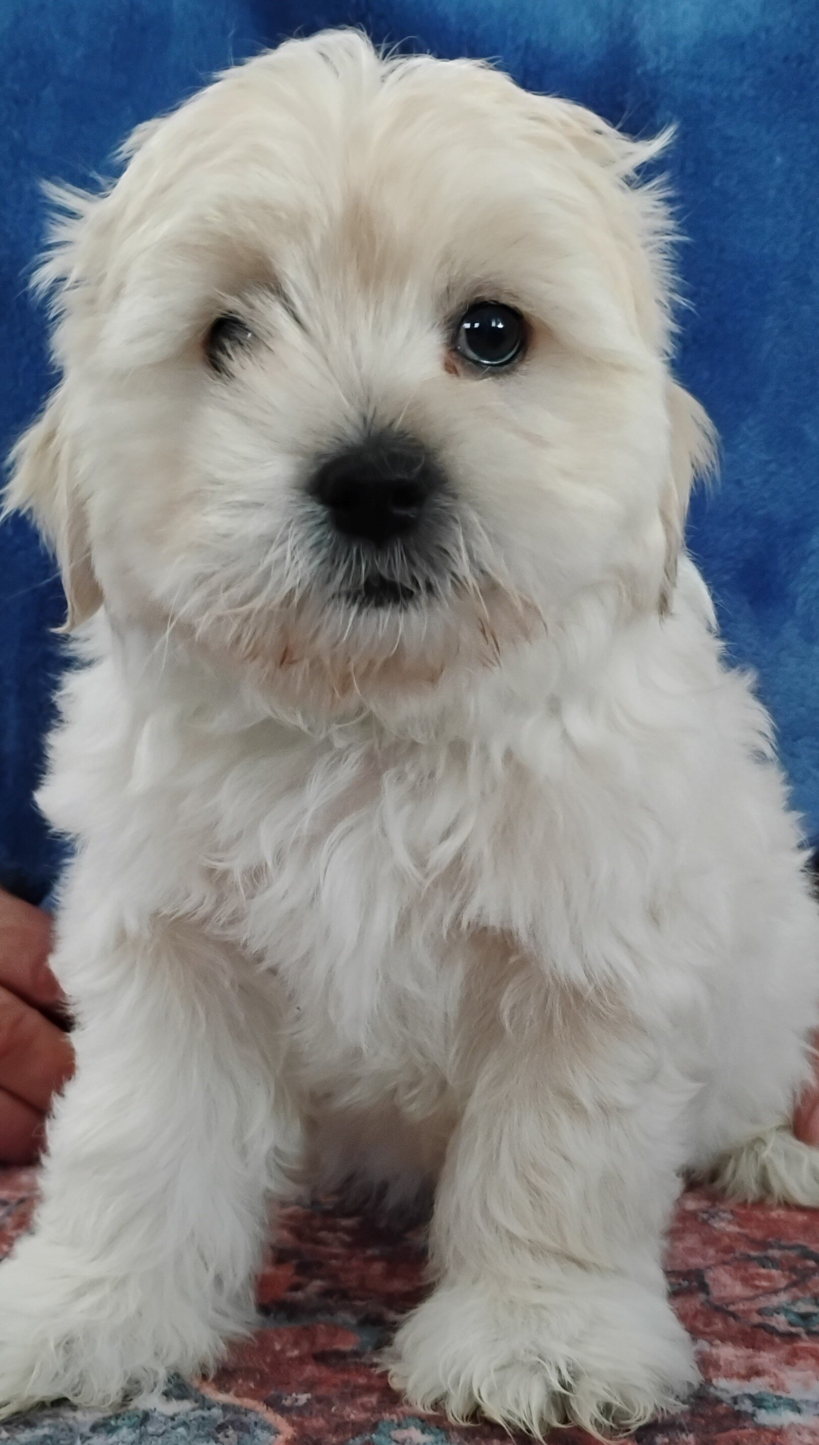 Teddy Bear Puppies image 2