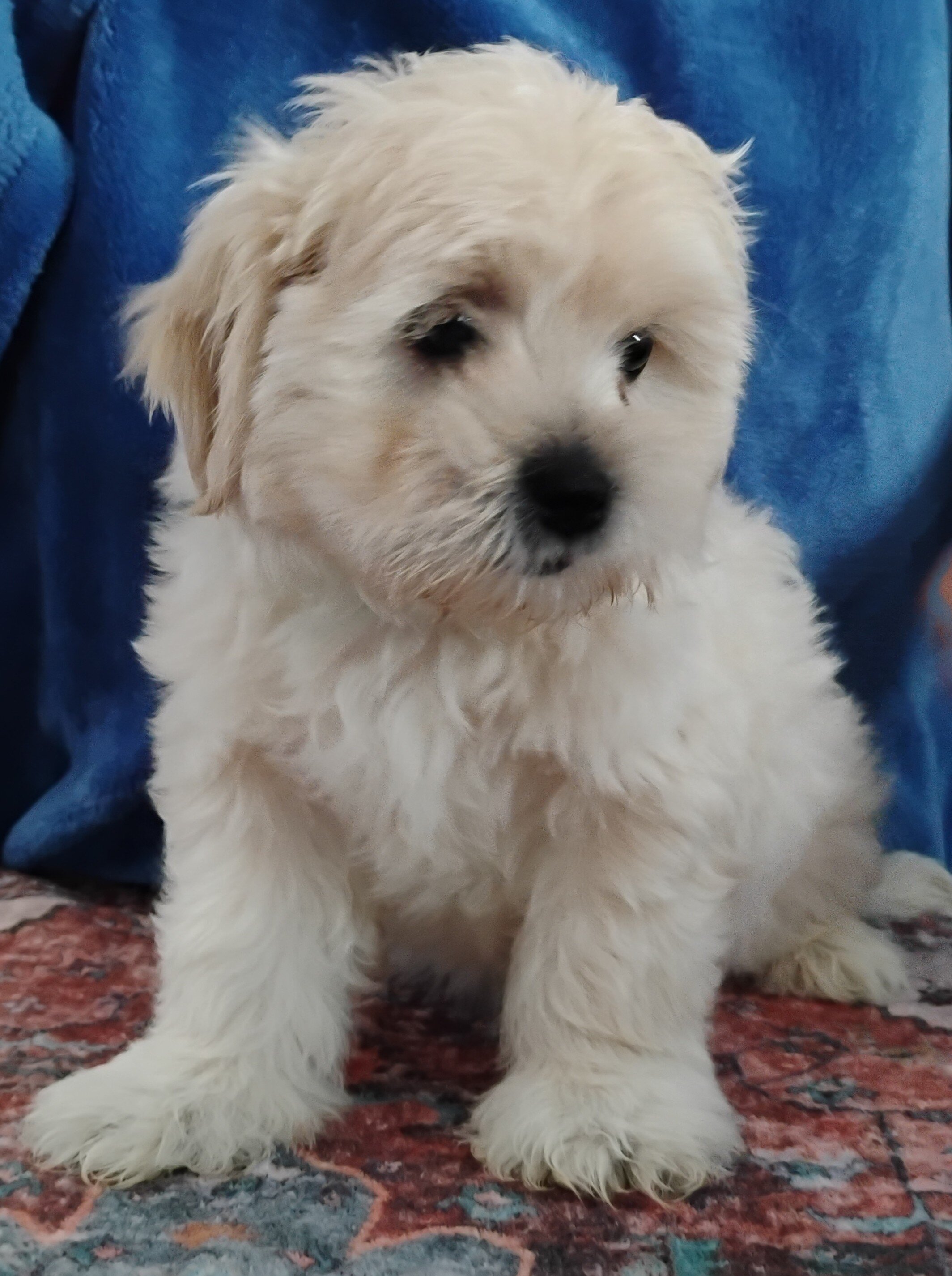 Teddy Bear Puppies image 7