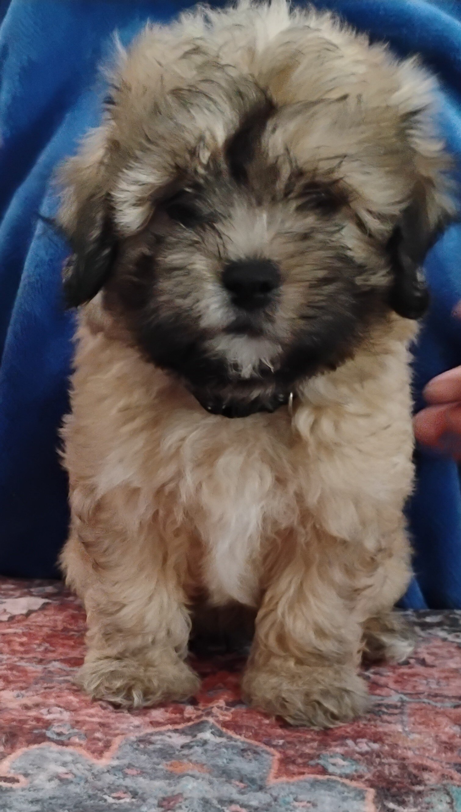 Teddy Bear Puppies image 8