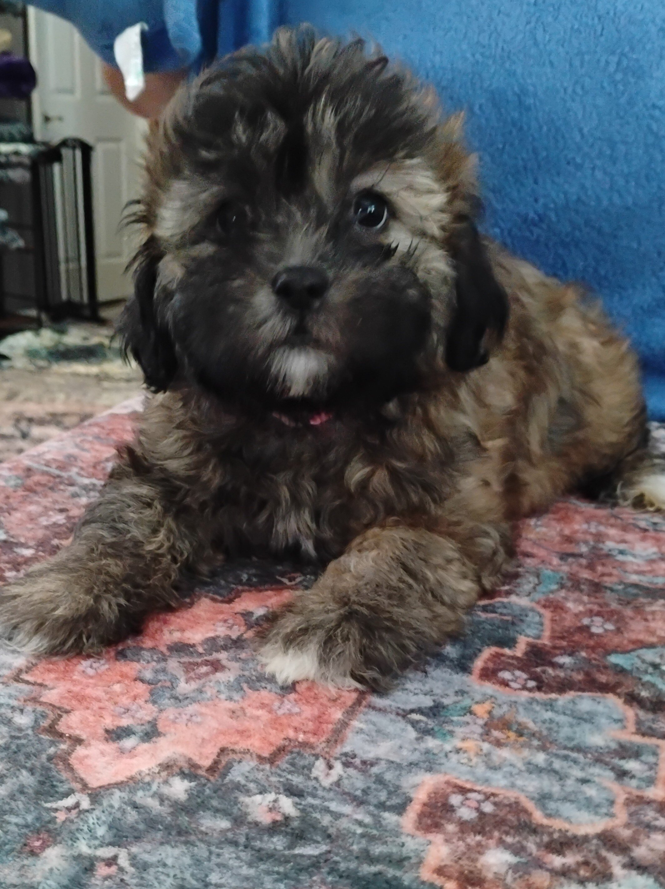 Teddy Bear Puppies image 9