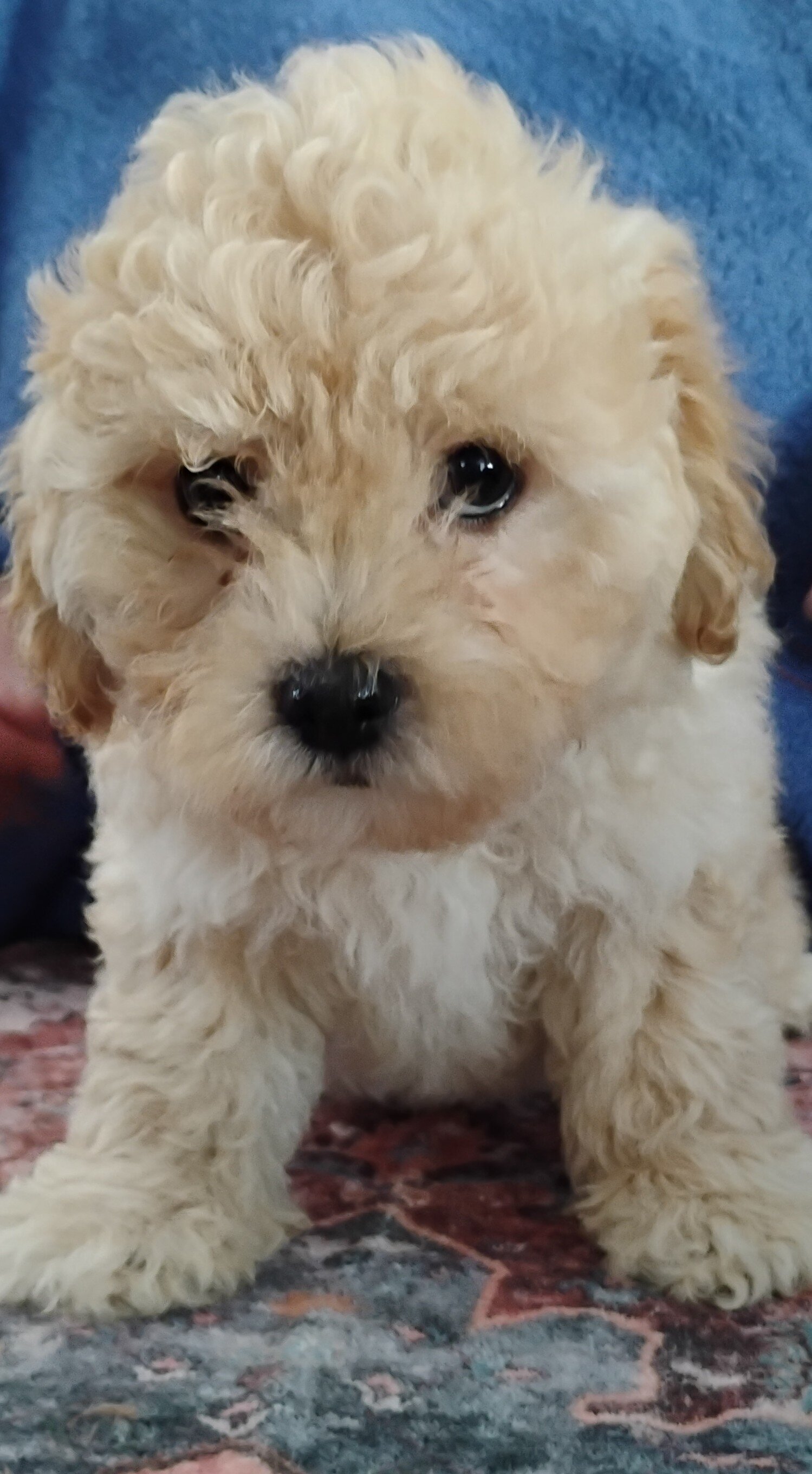 Teddy Bear Puppies image 5