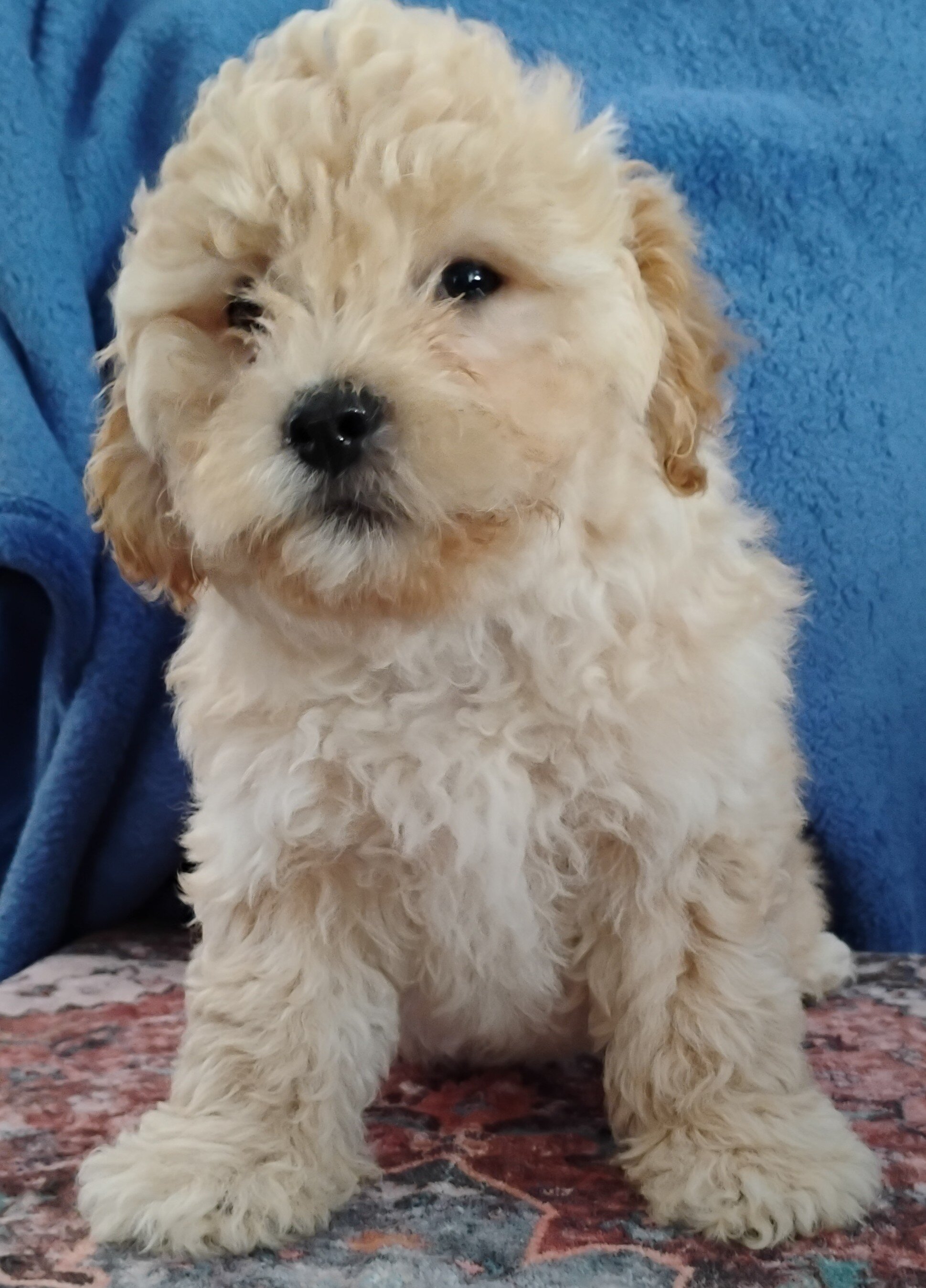 Teddy Bear Puppies image 10