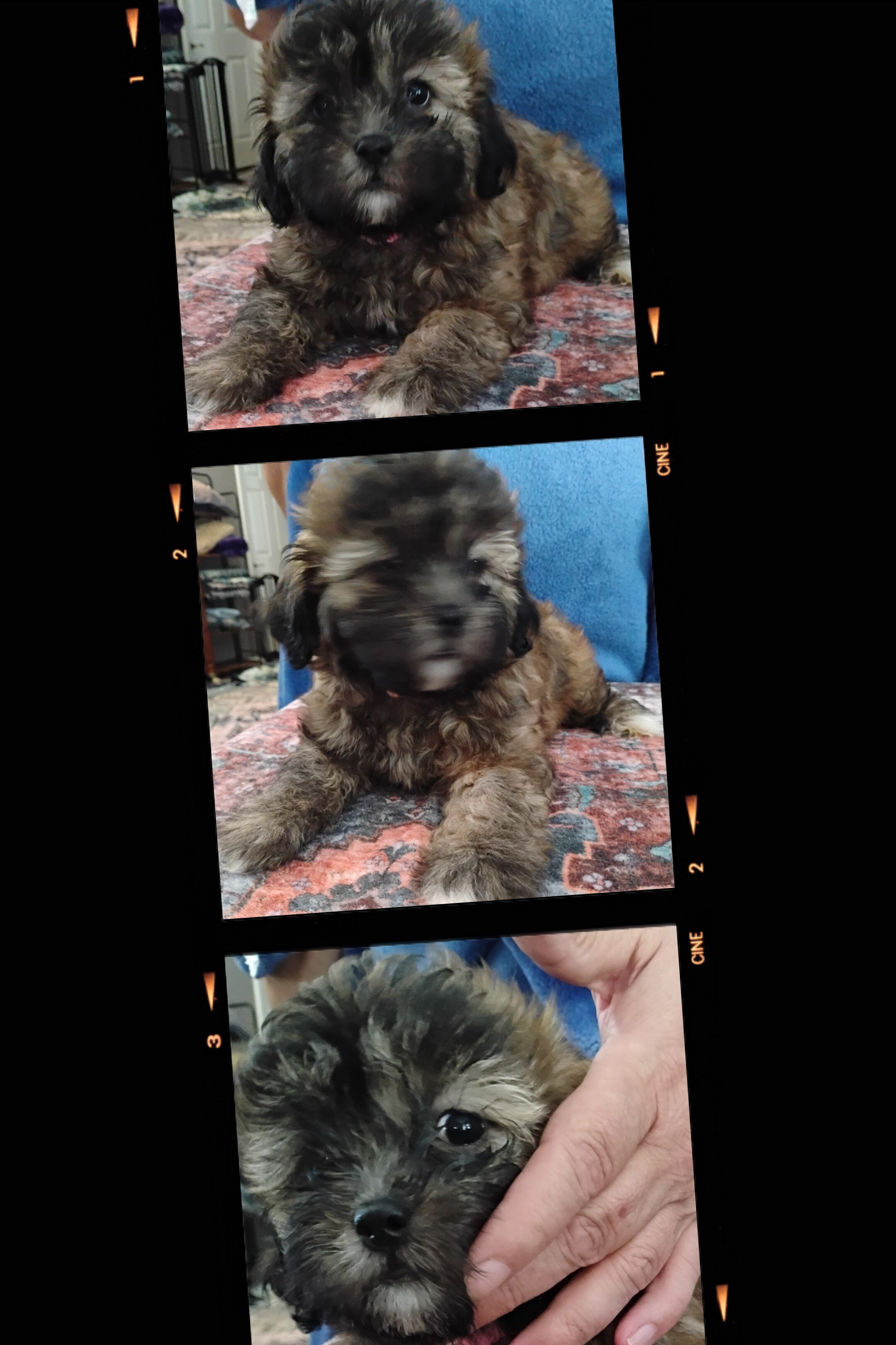 Teddy Bear Puppies image 4