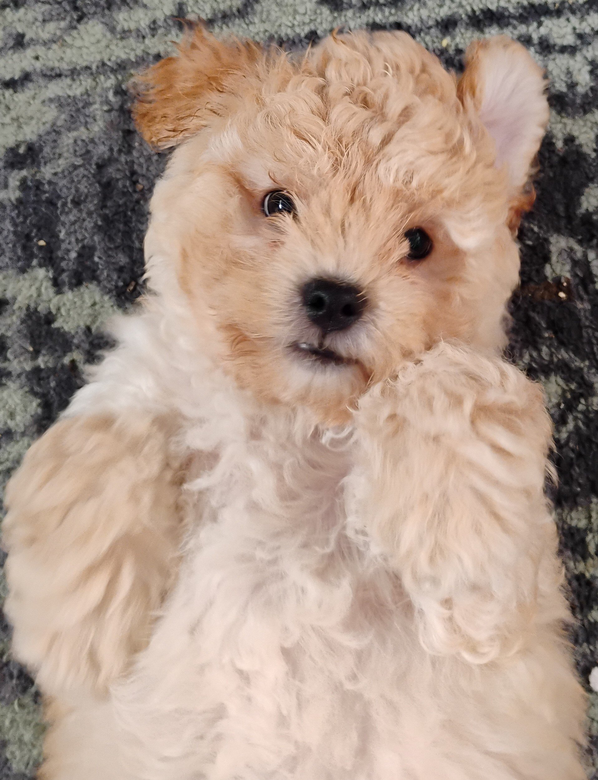 Teddy Bear Puppies image 6