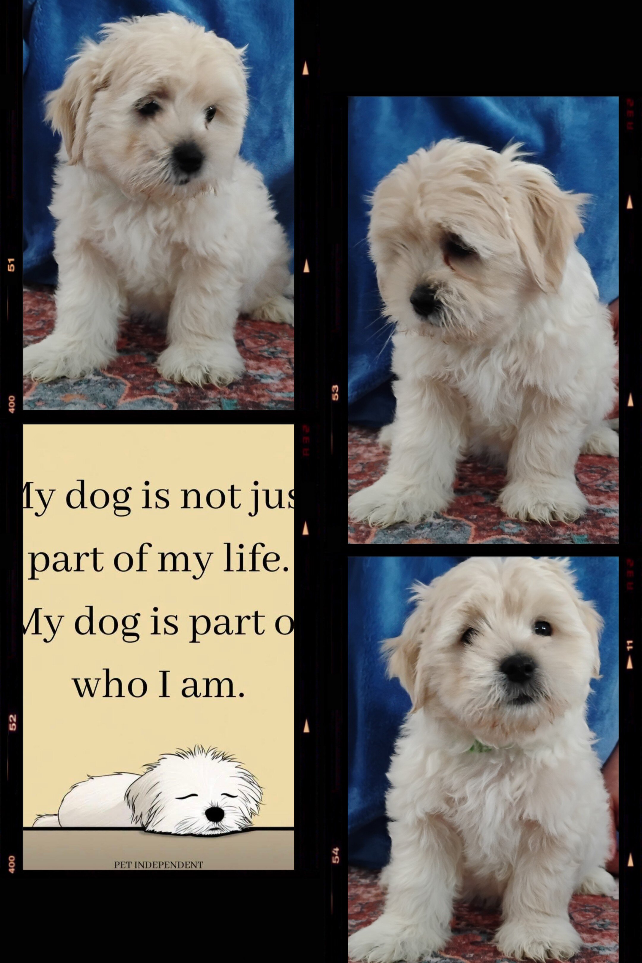 Teddy Bear Puppies image 1